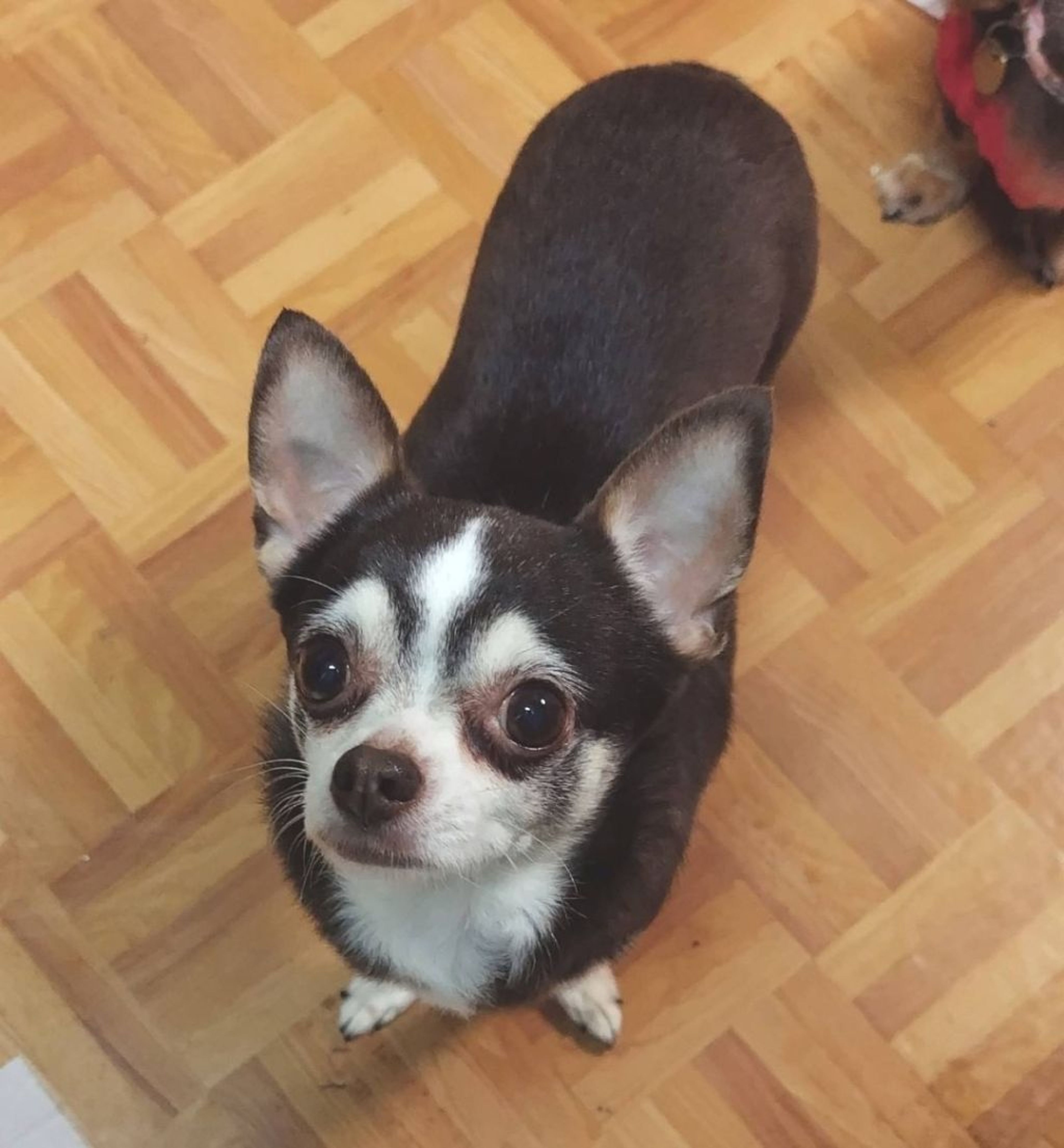 pet-image-3