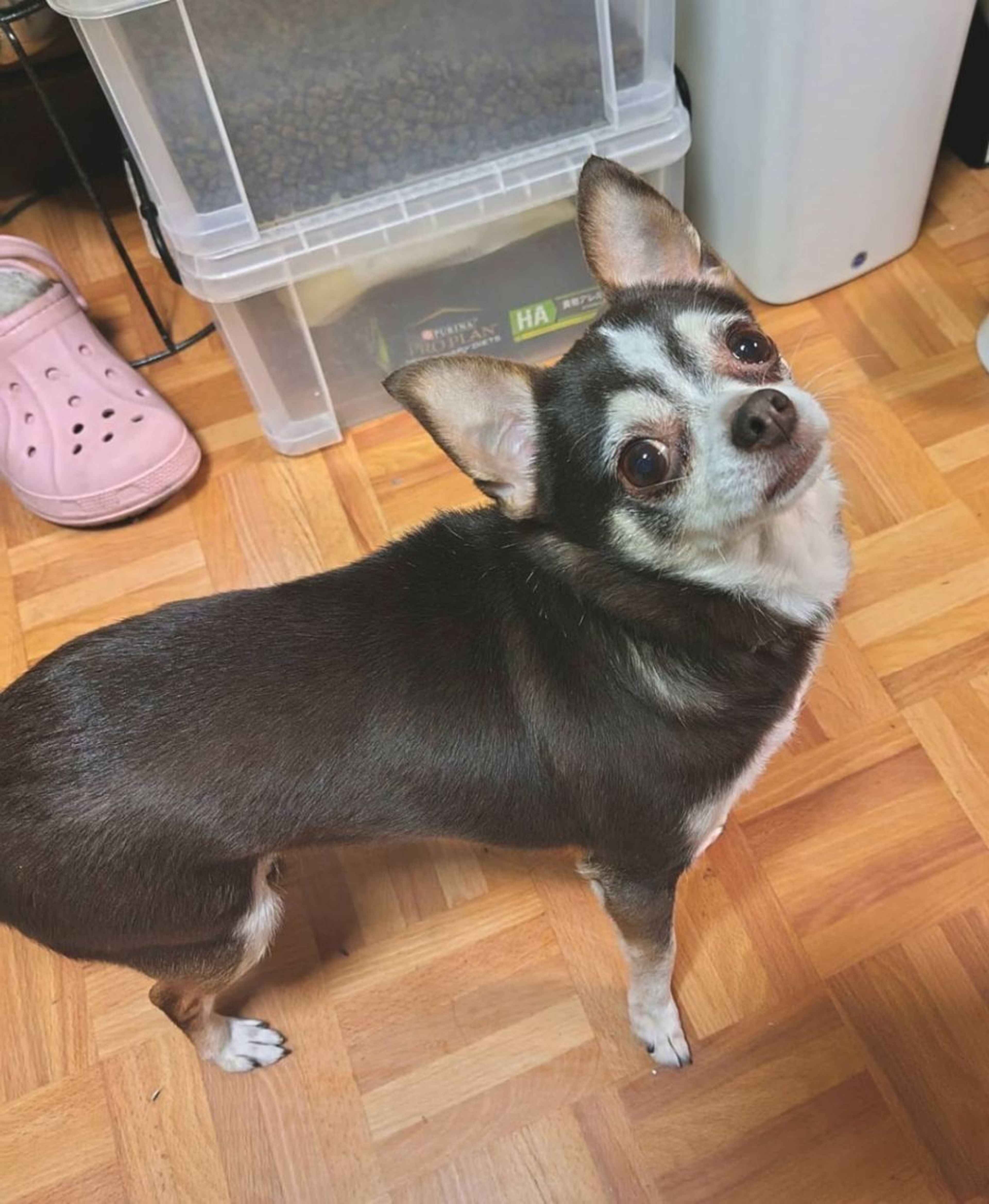 pet-image-4
