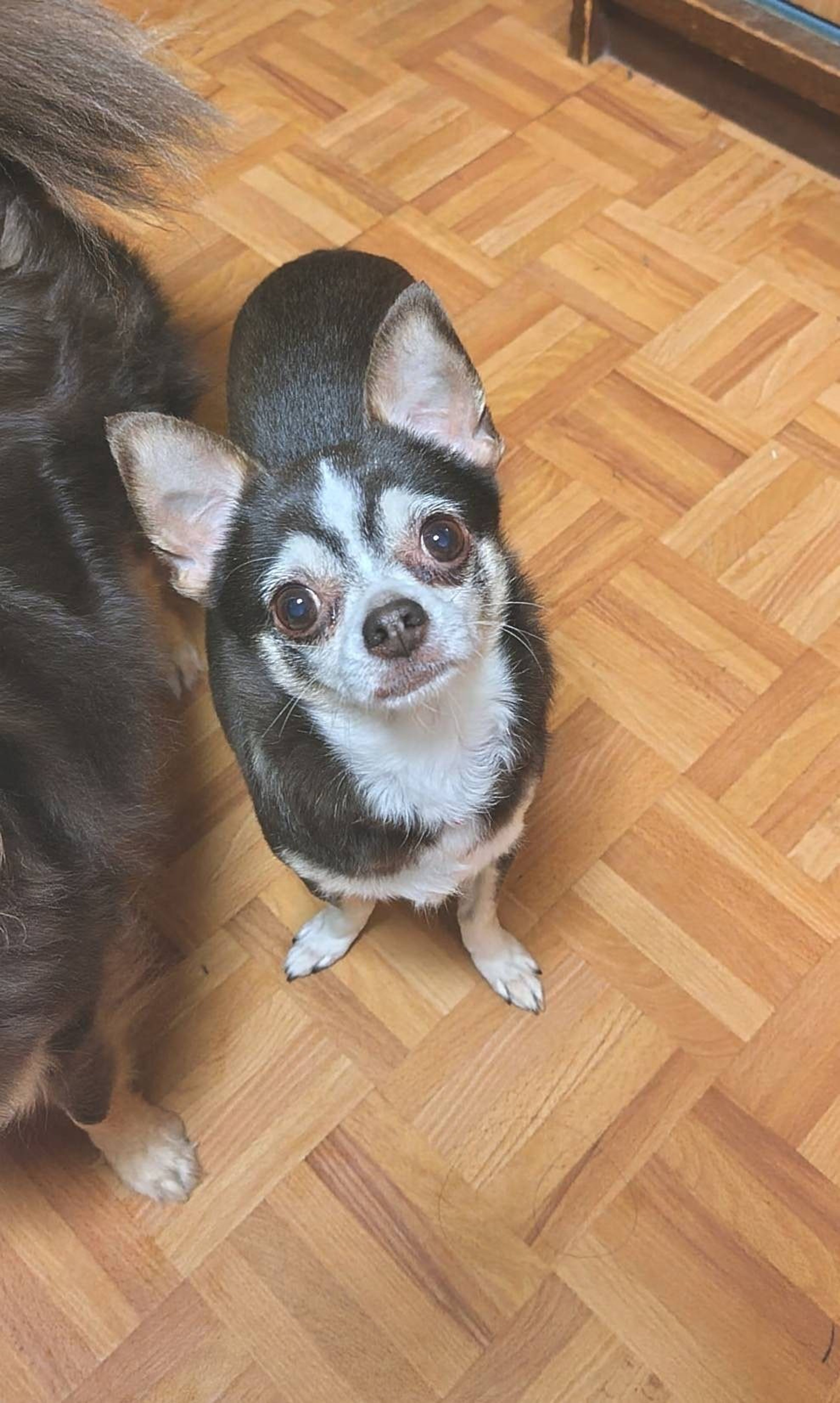pet-image-5