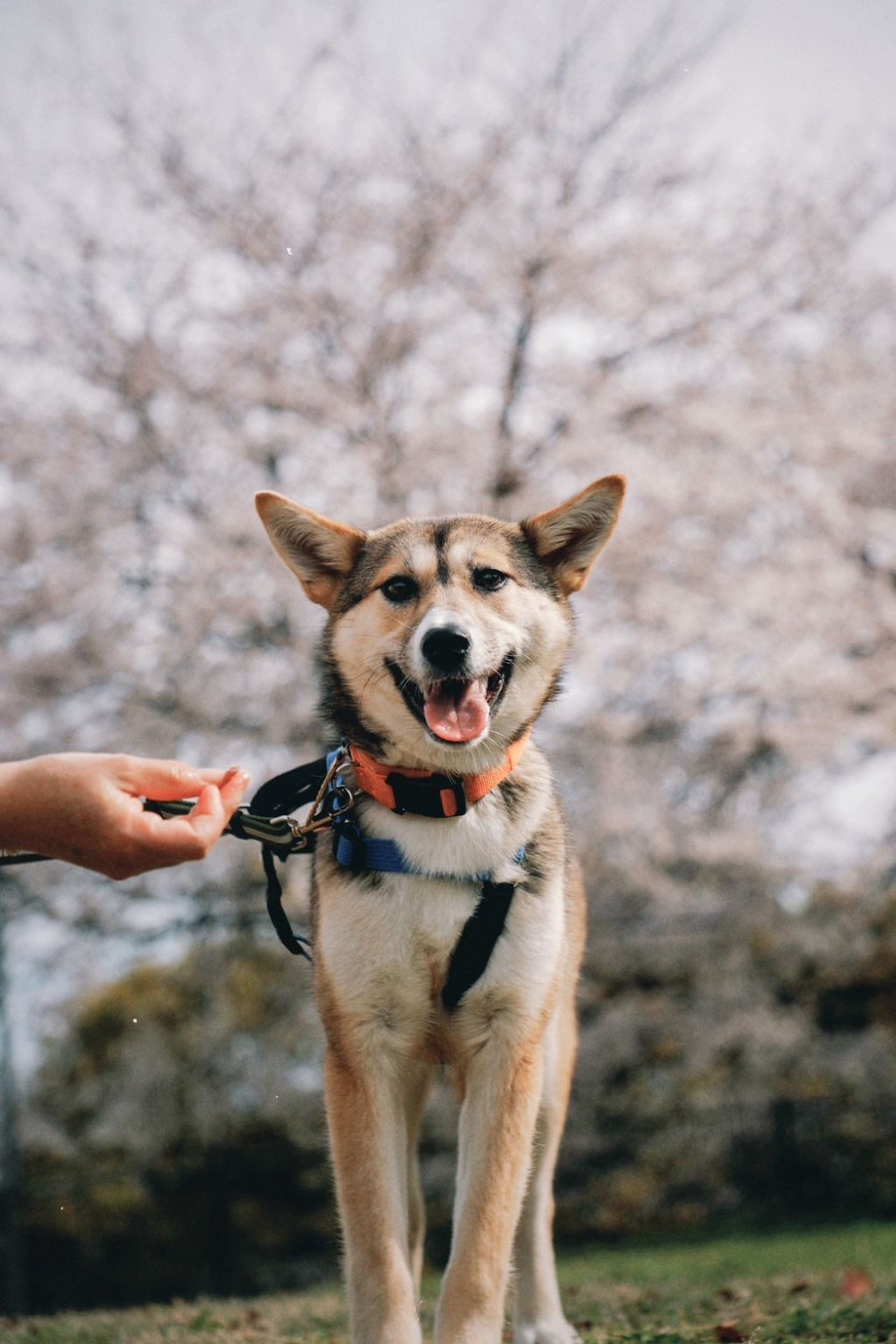 雑種（ミックス犬）・メスの里親募集の写真