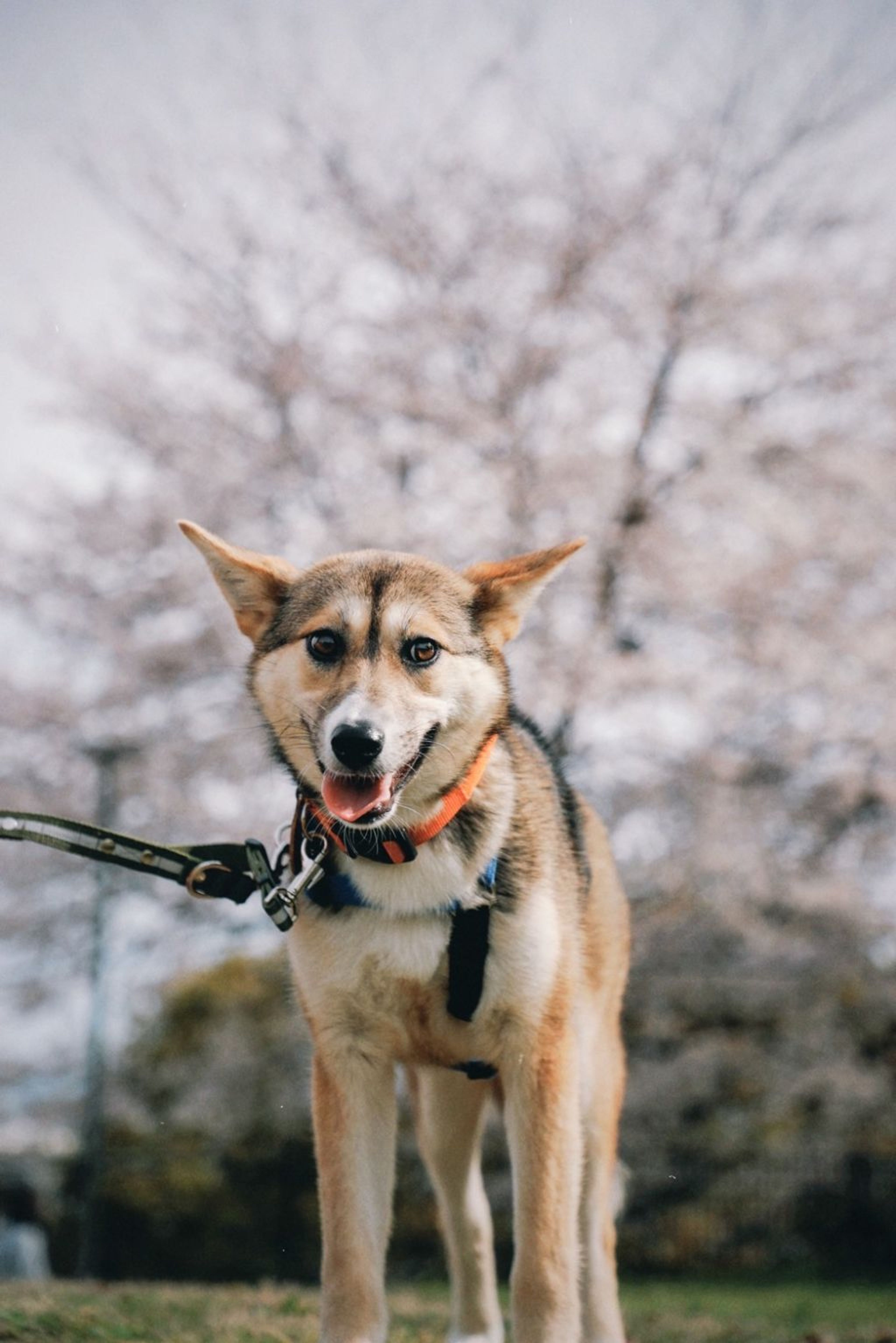 pet-image-2