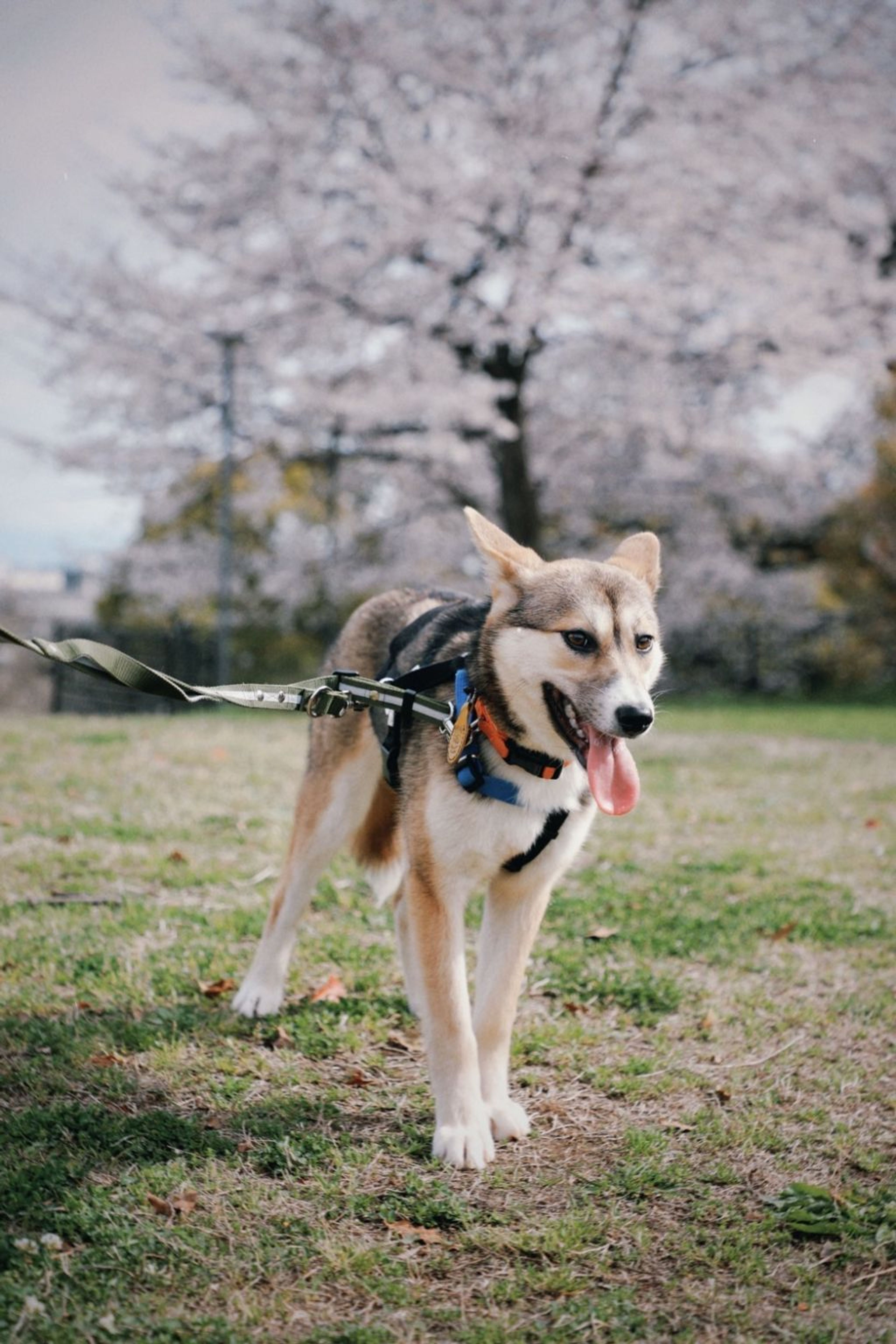 pet-image-3