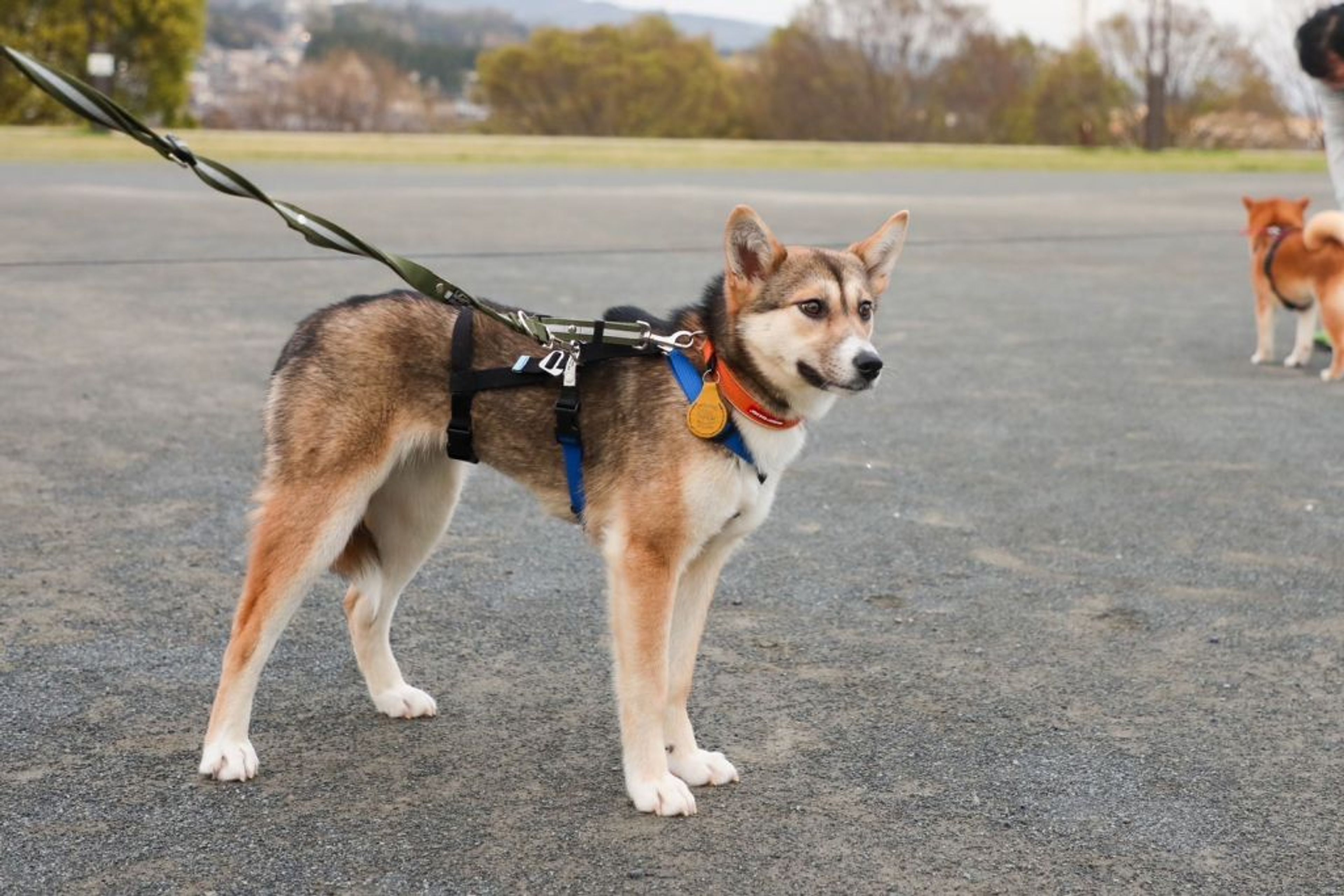 pet-image-4
