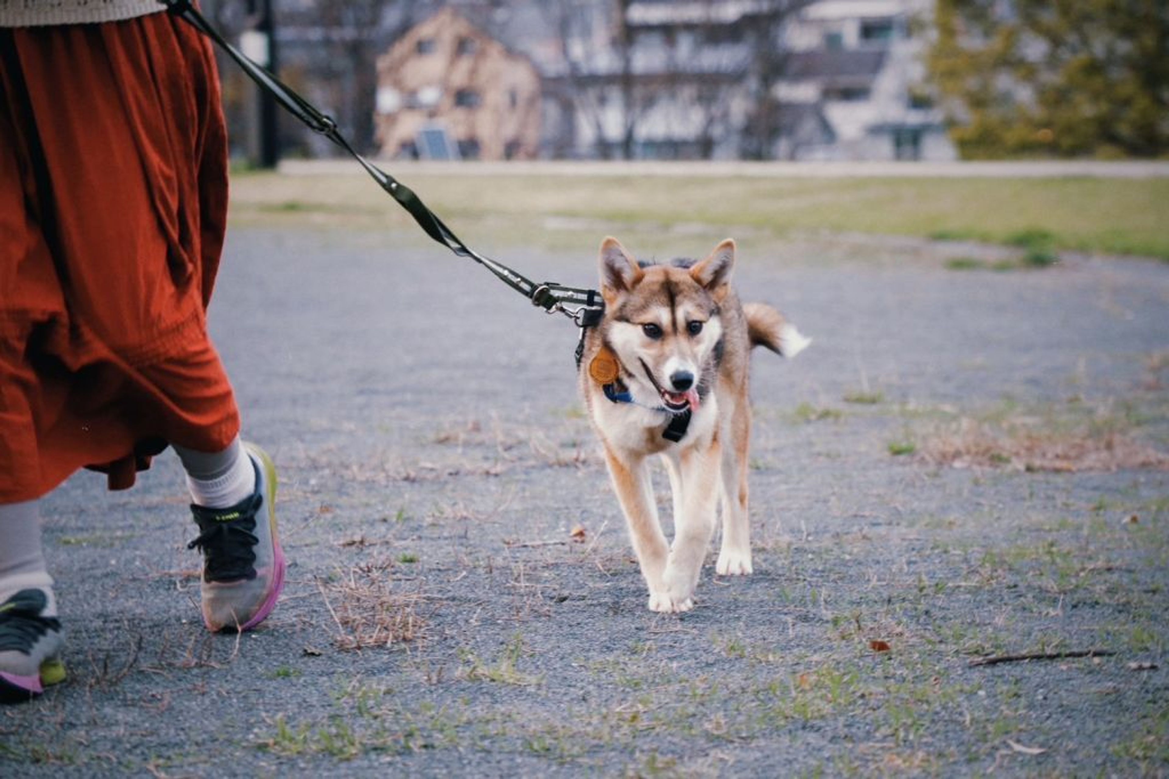 pet-image-5