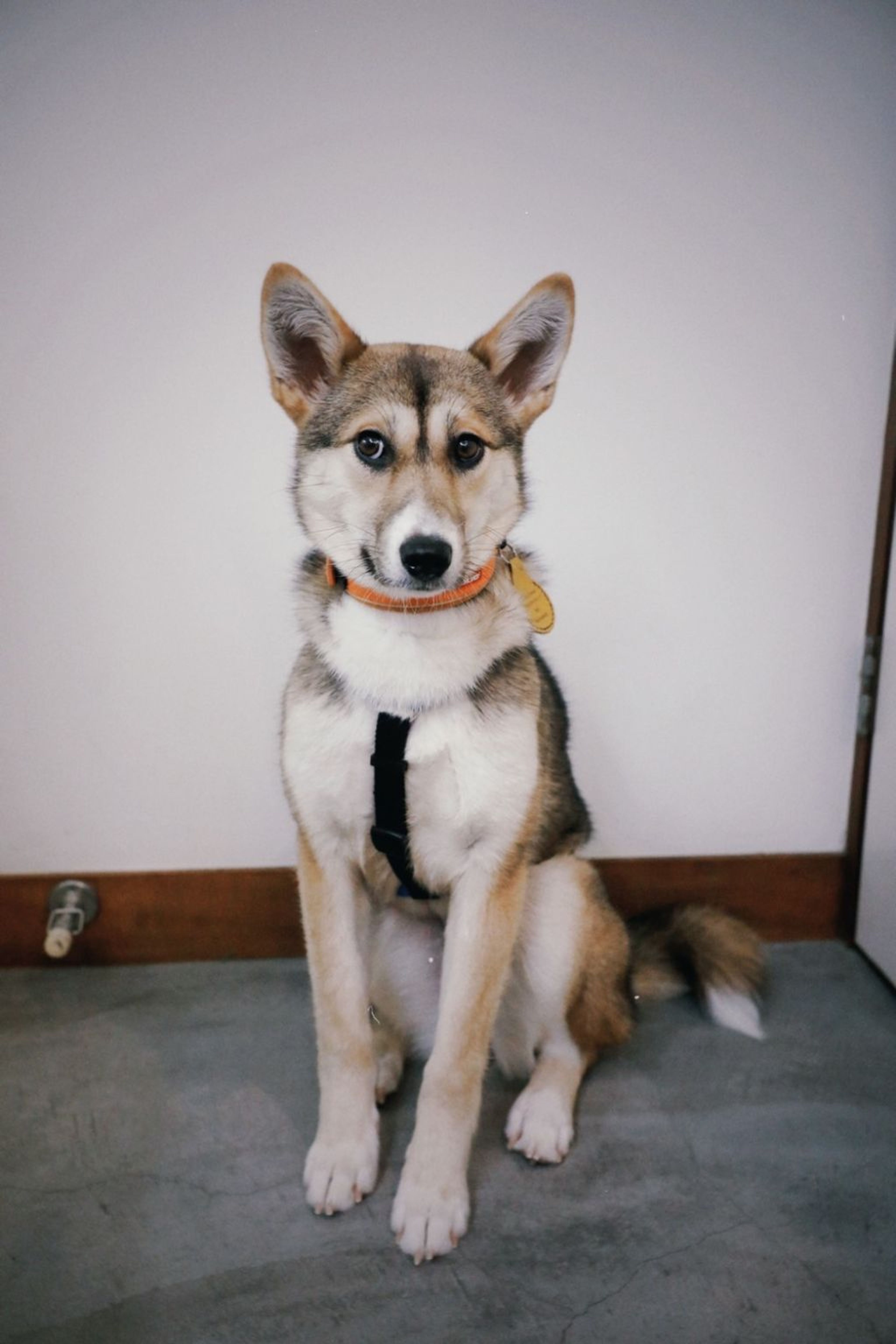 pet-image-6