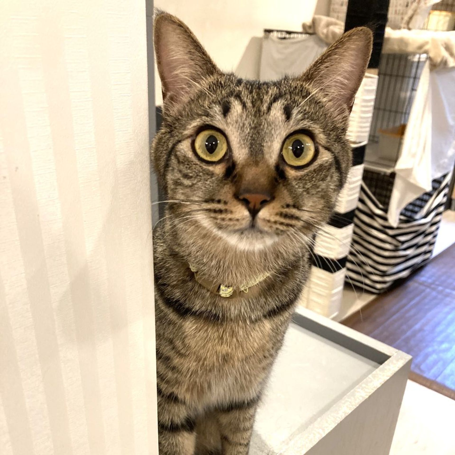 雑種（ミックス猫）・オスの里親募集の写真
