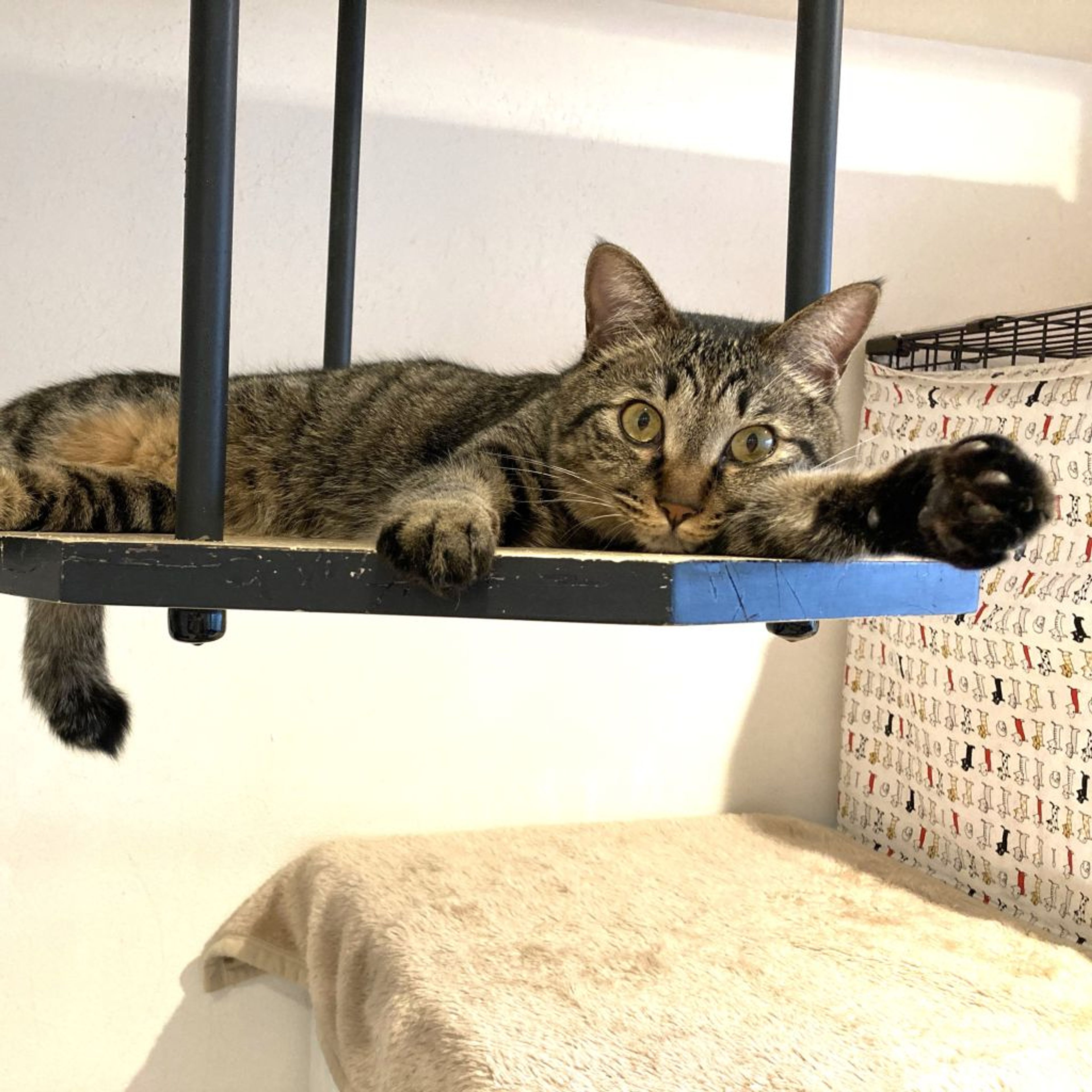 pet-image-2