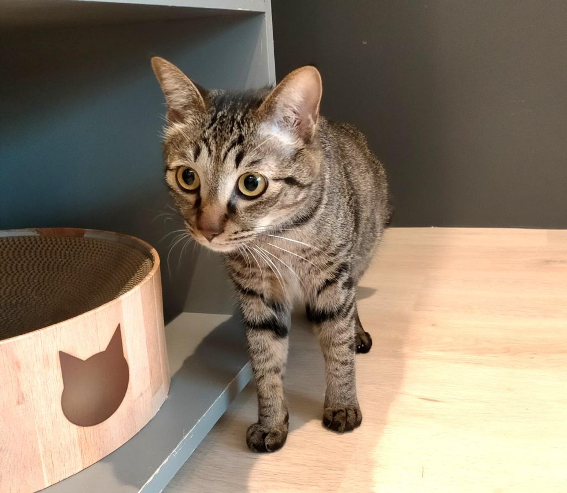 pet-image-3