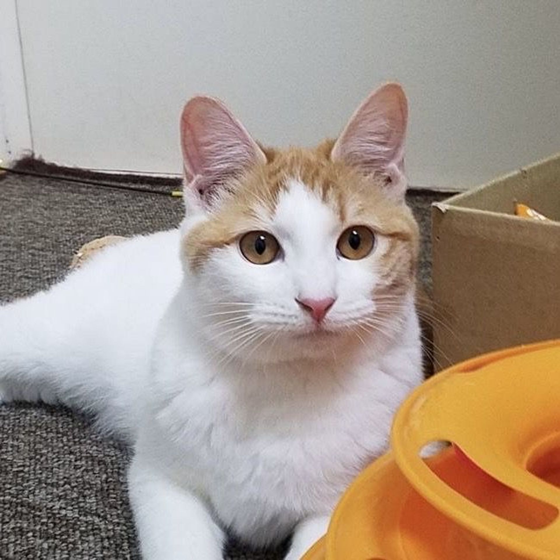 雑種（ミックス猫）・オスの里親募集の写真