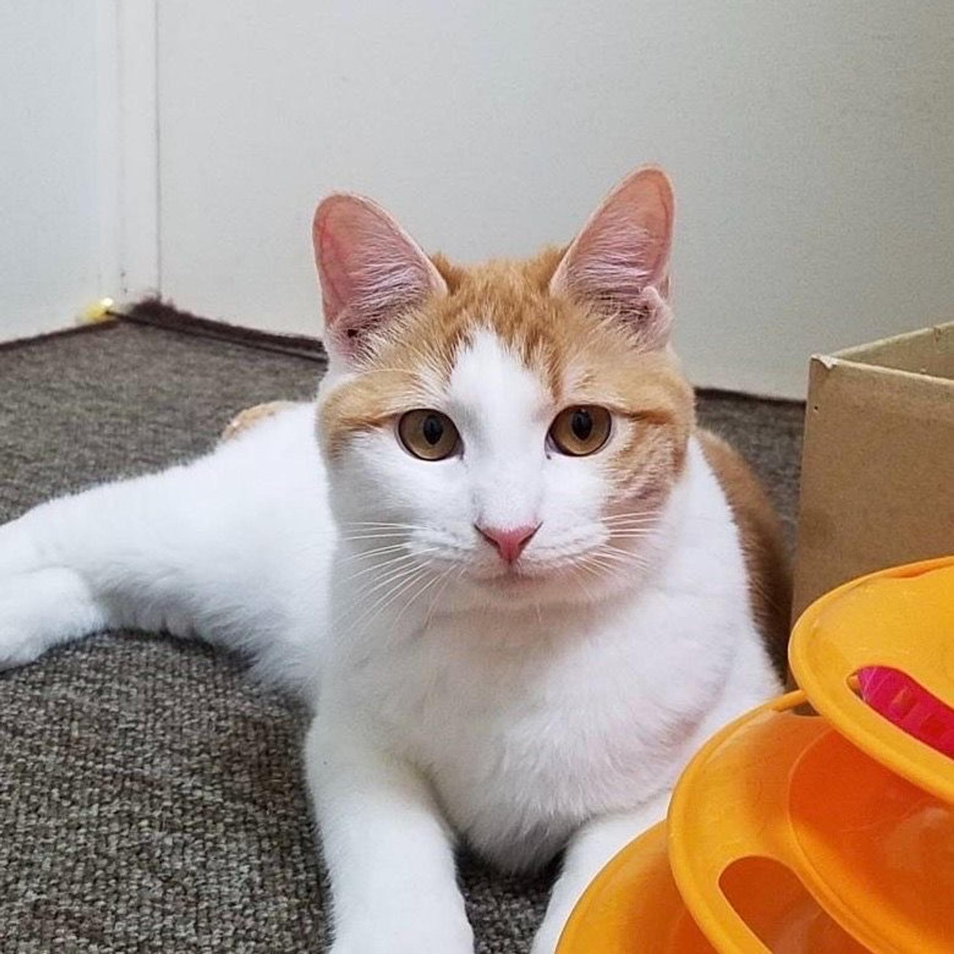 pet-image-4