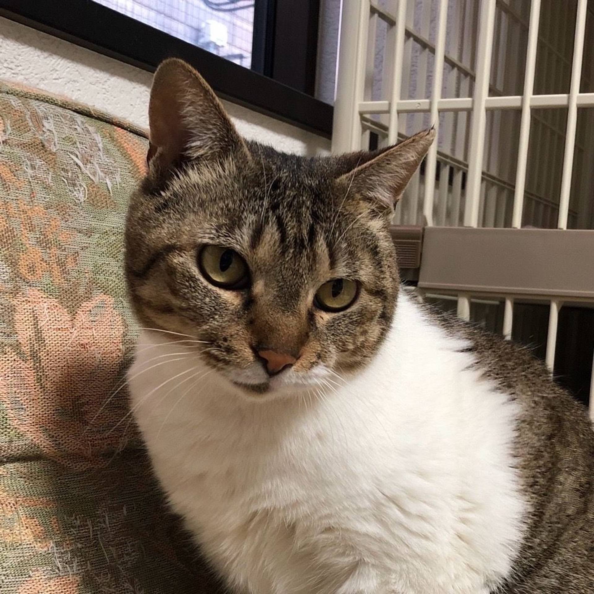 雑種（ミックス猫）・メスの里親募集の写真