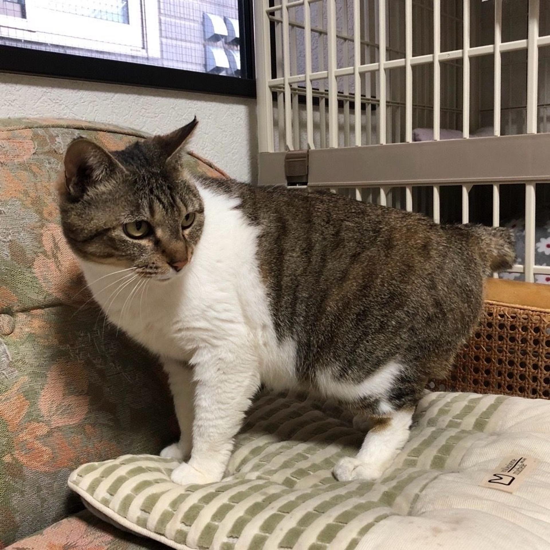 pet-image-2