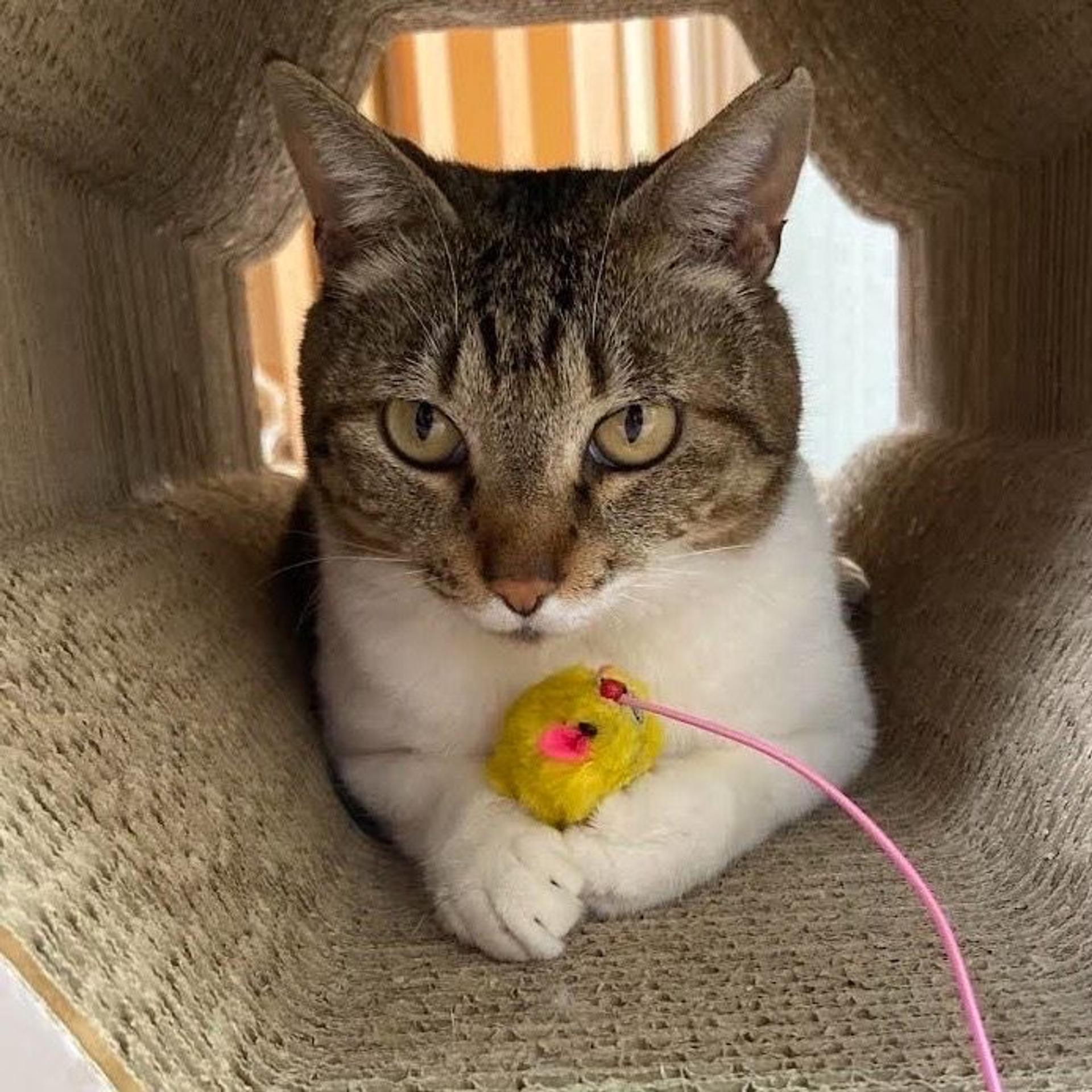 pet-image-3