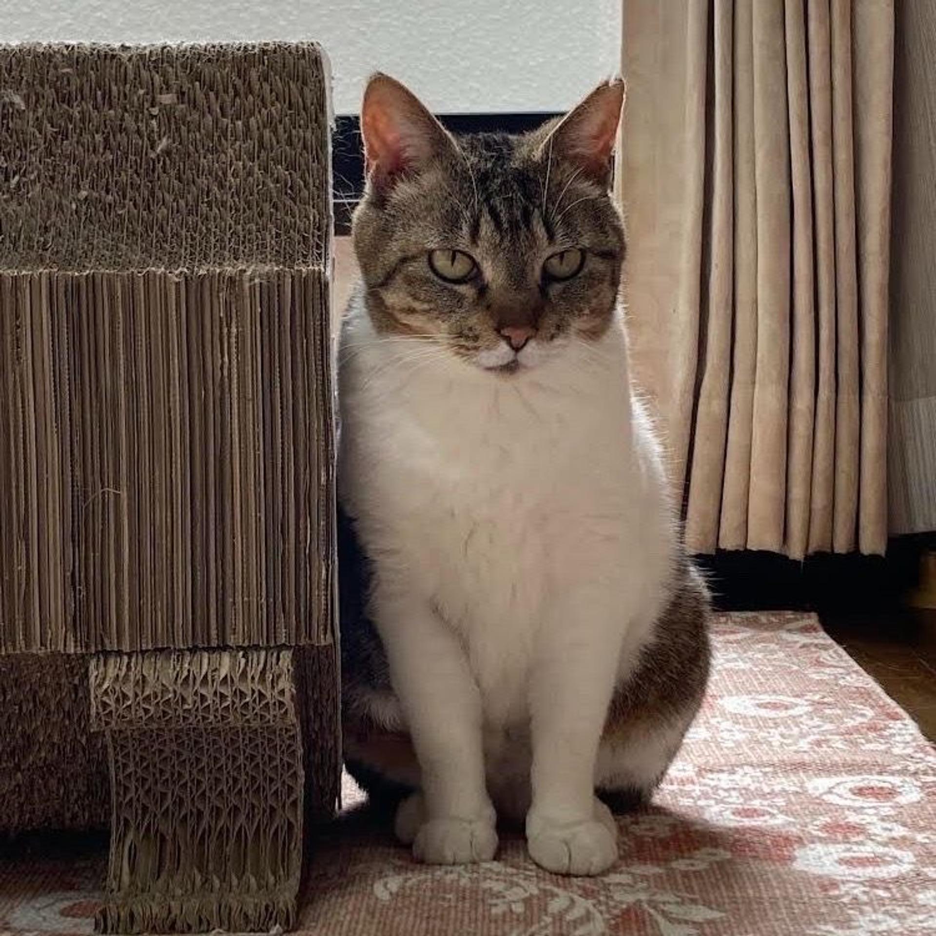 pet-image-5