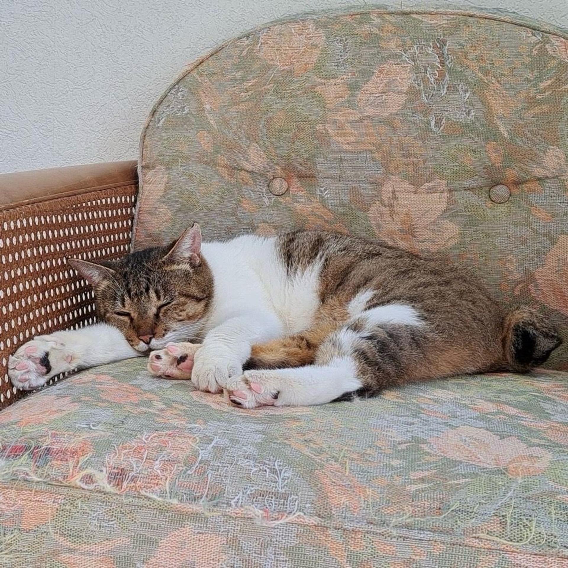 pet-image-8