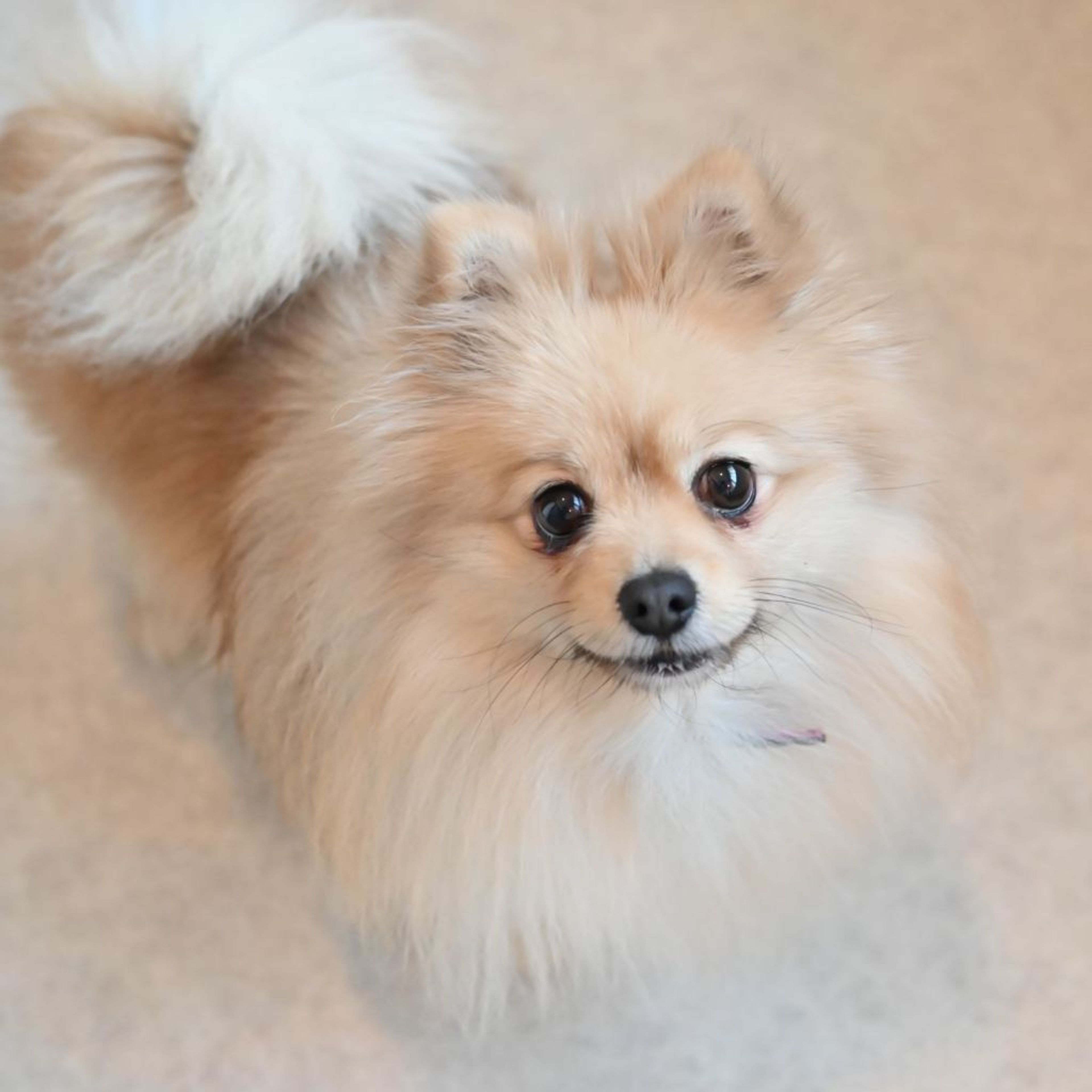 pet-image-2