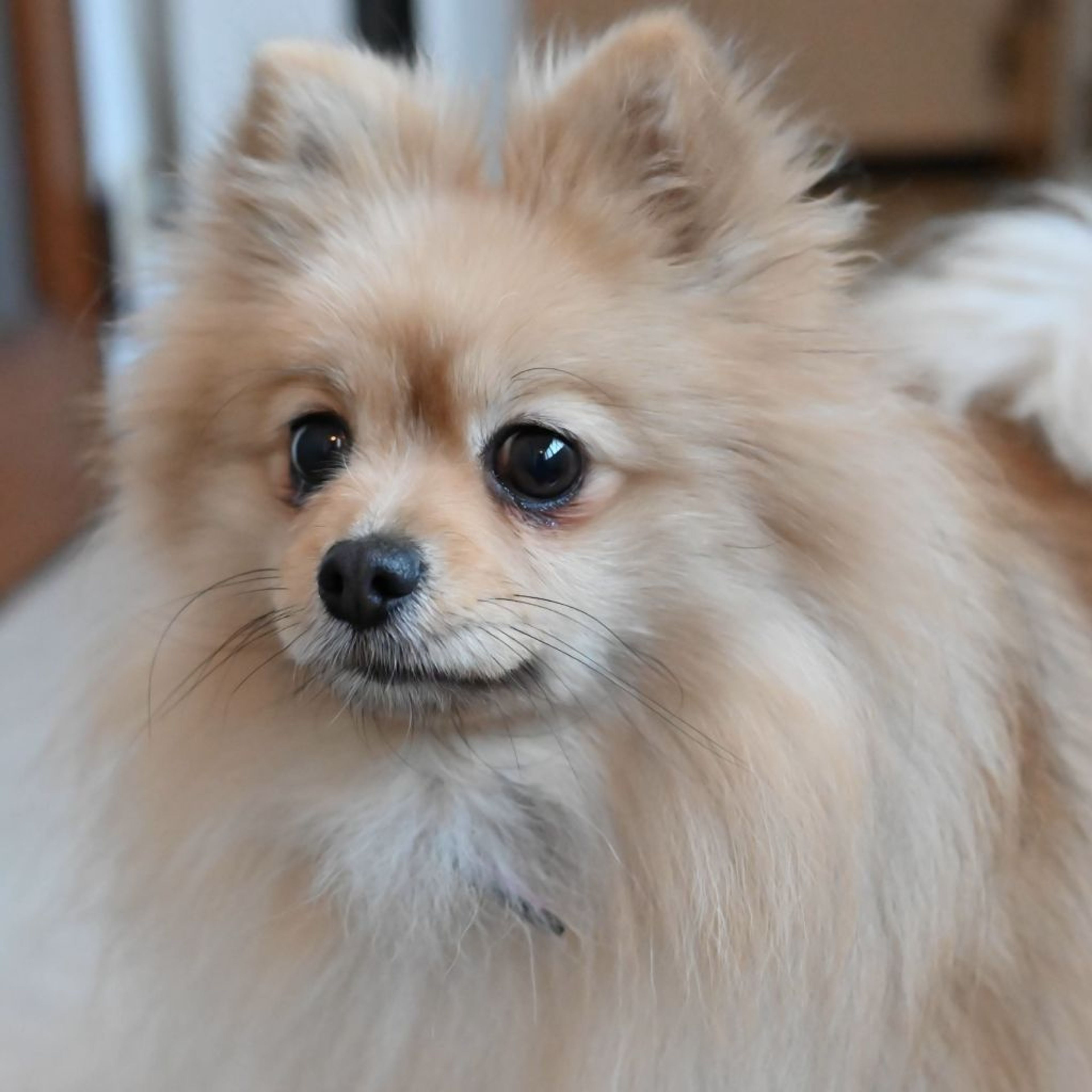 pet-image-3