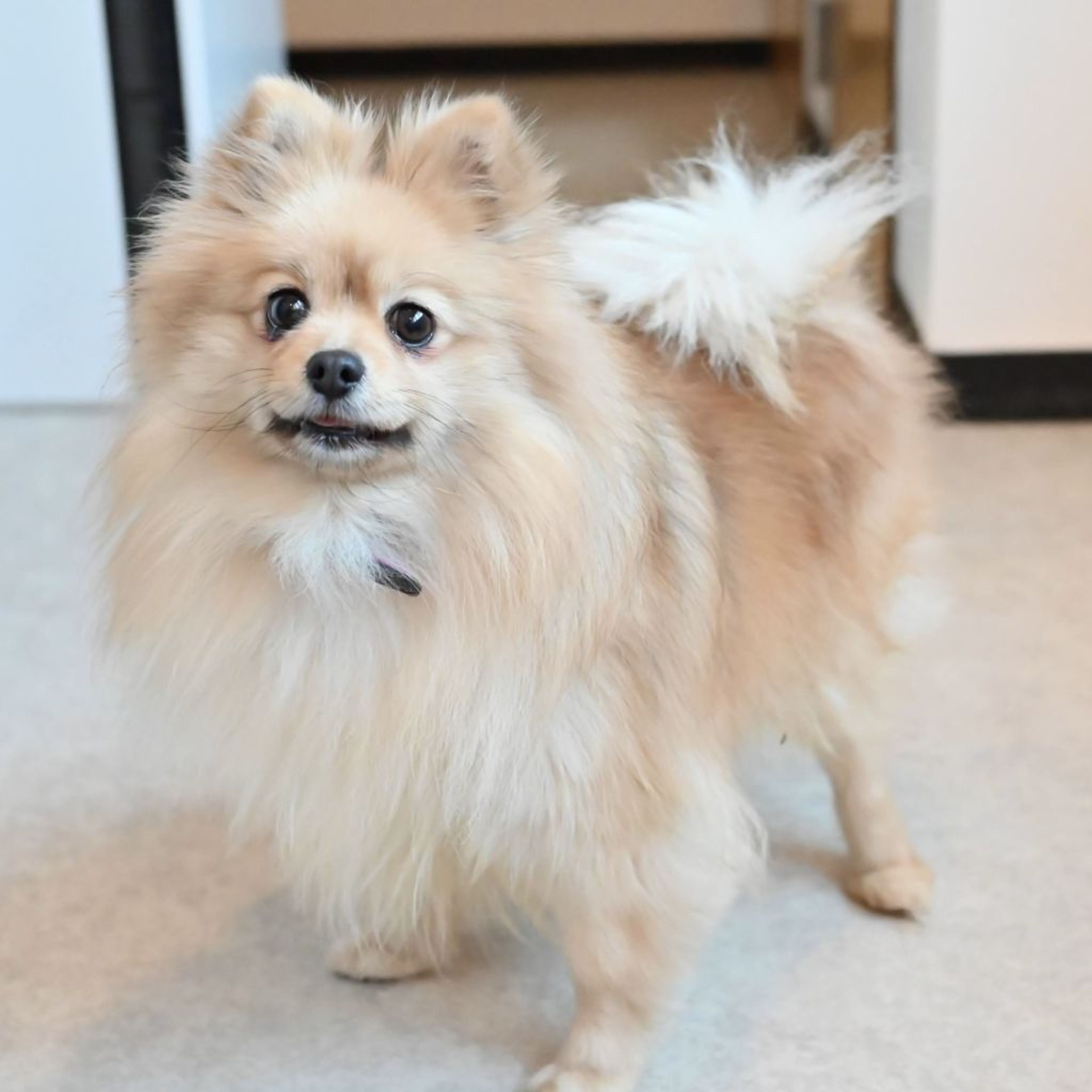 pet-image-4