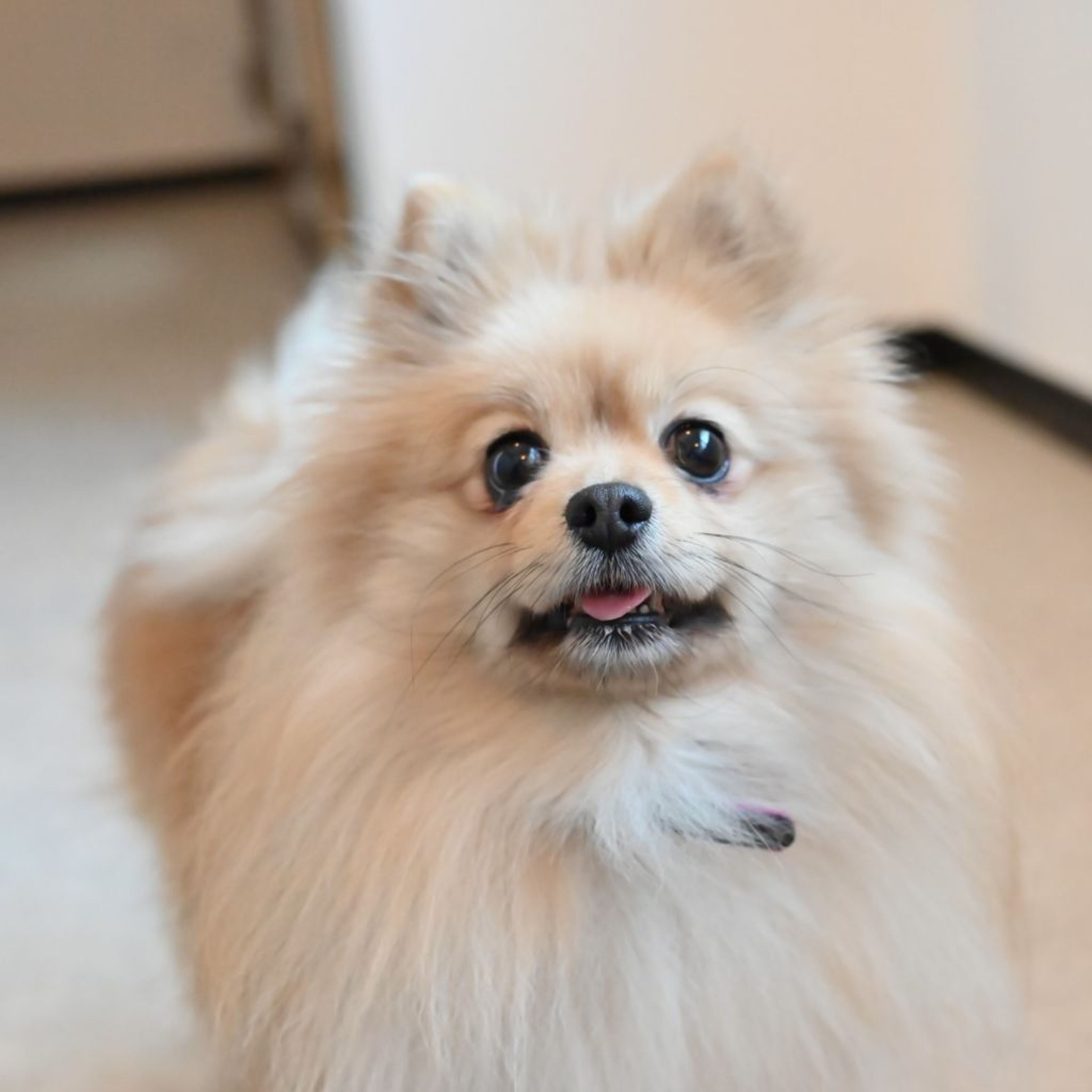 pet-image-5