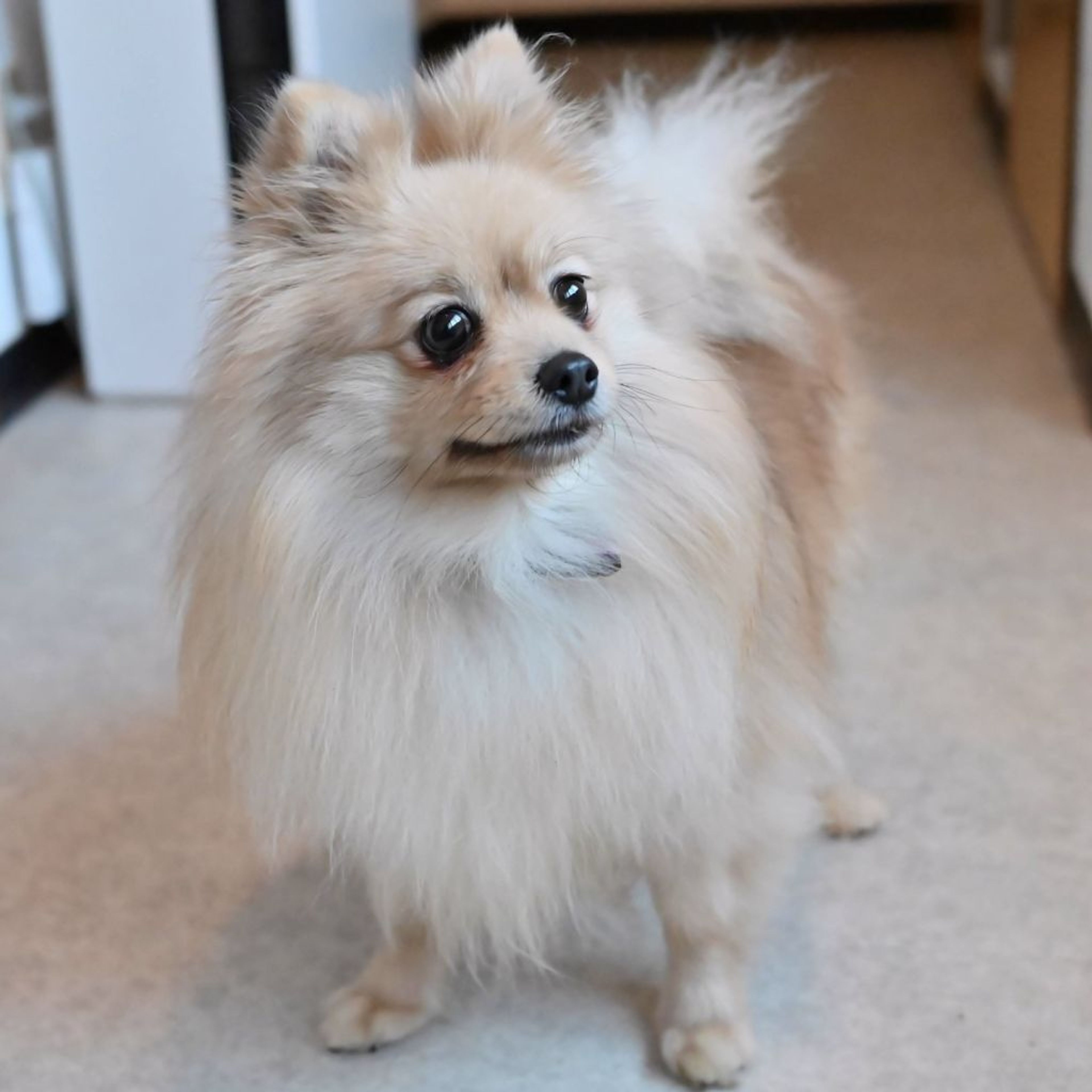 pet-image-6