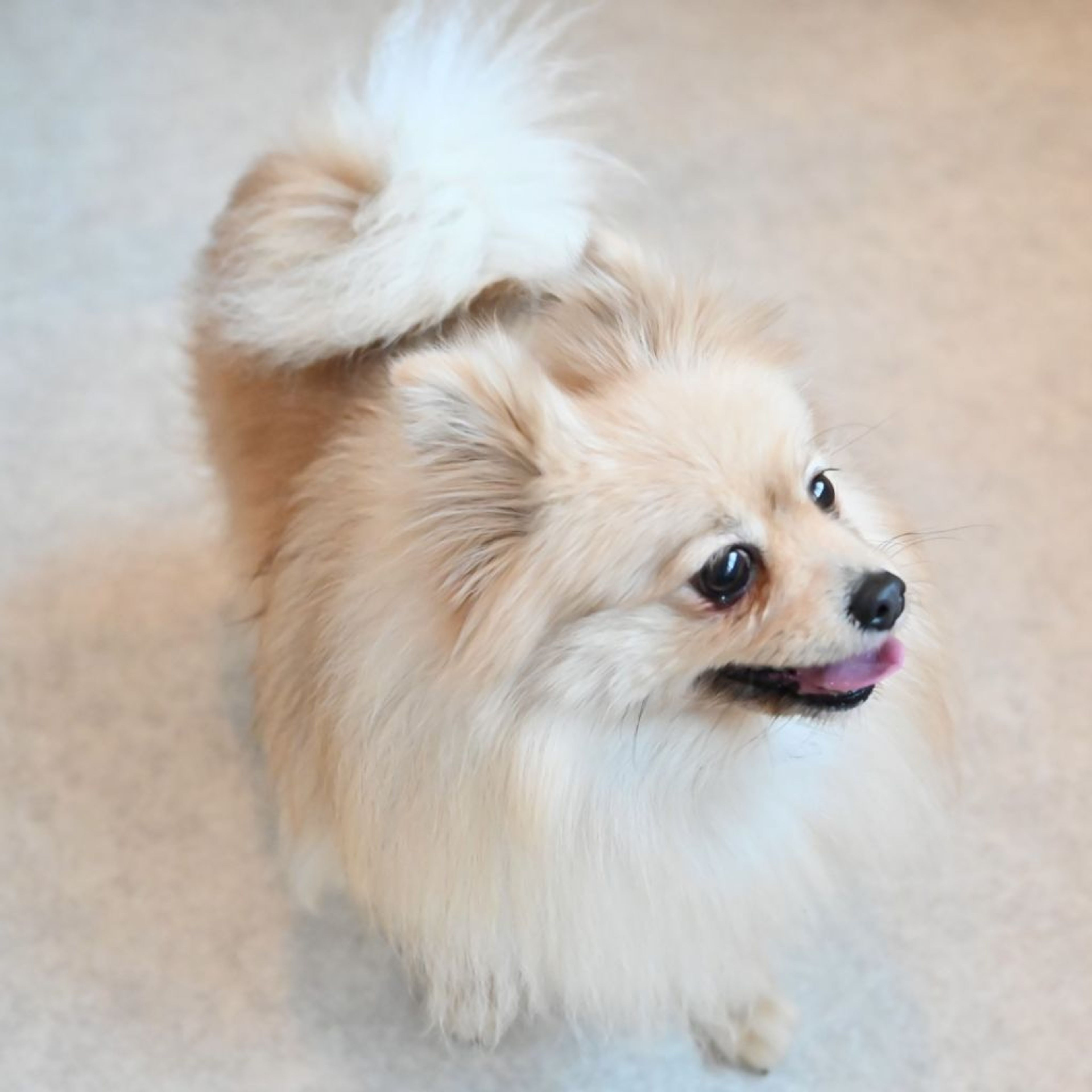 pet-image-7