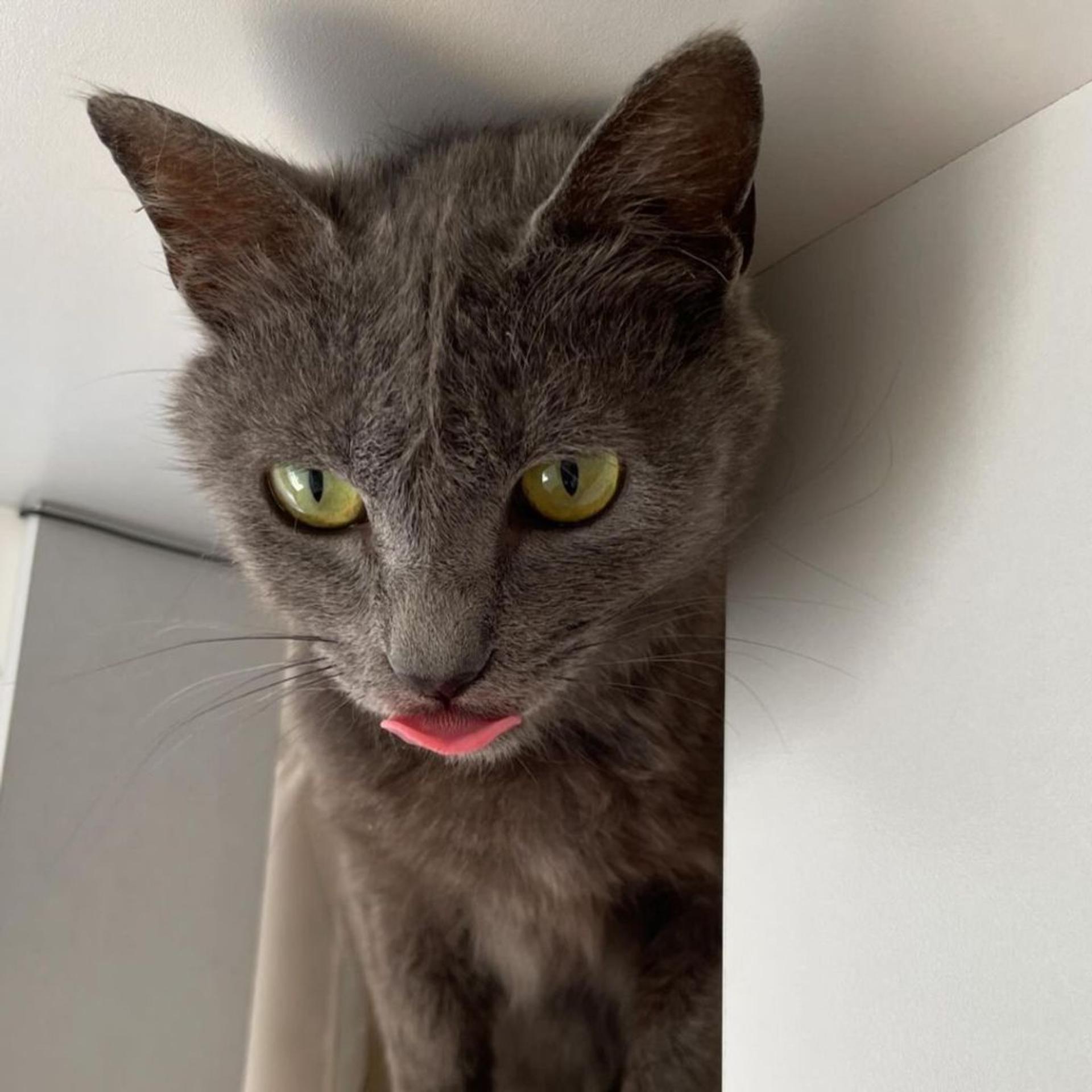 pet-image-2