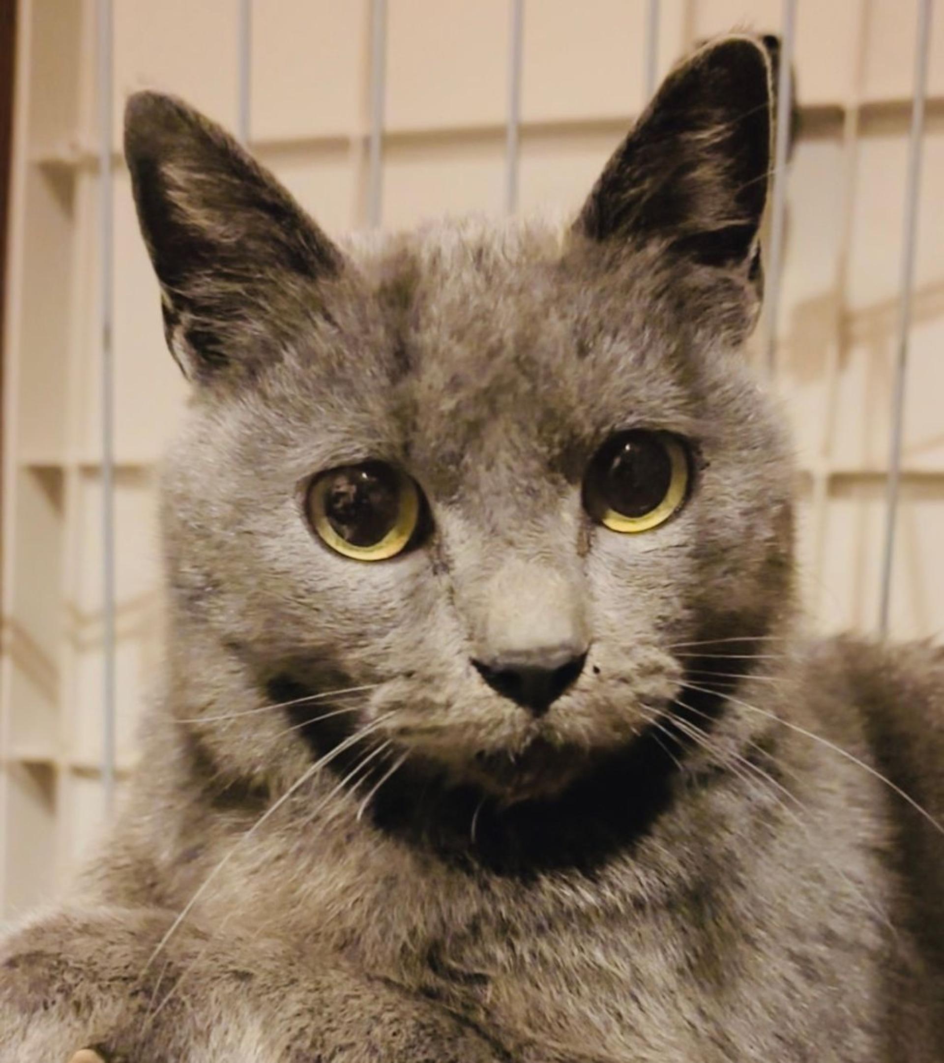 pet-image-3