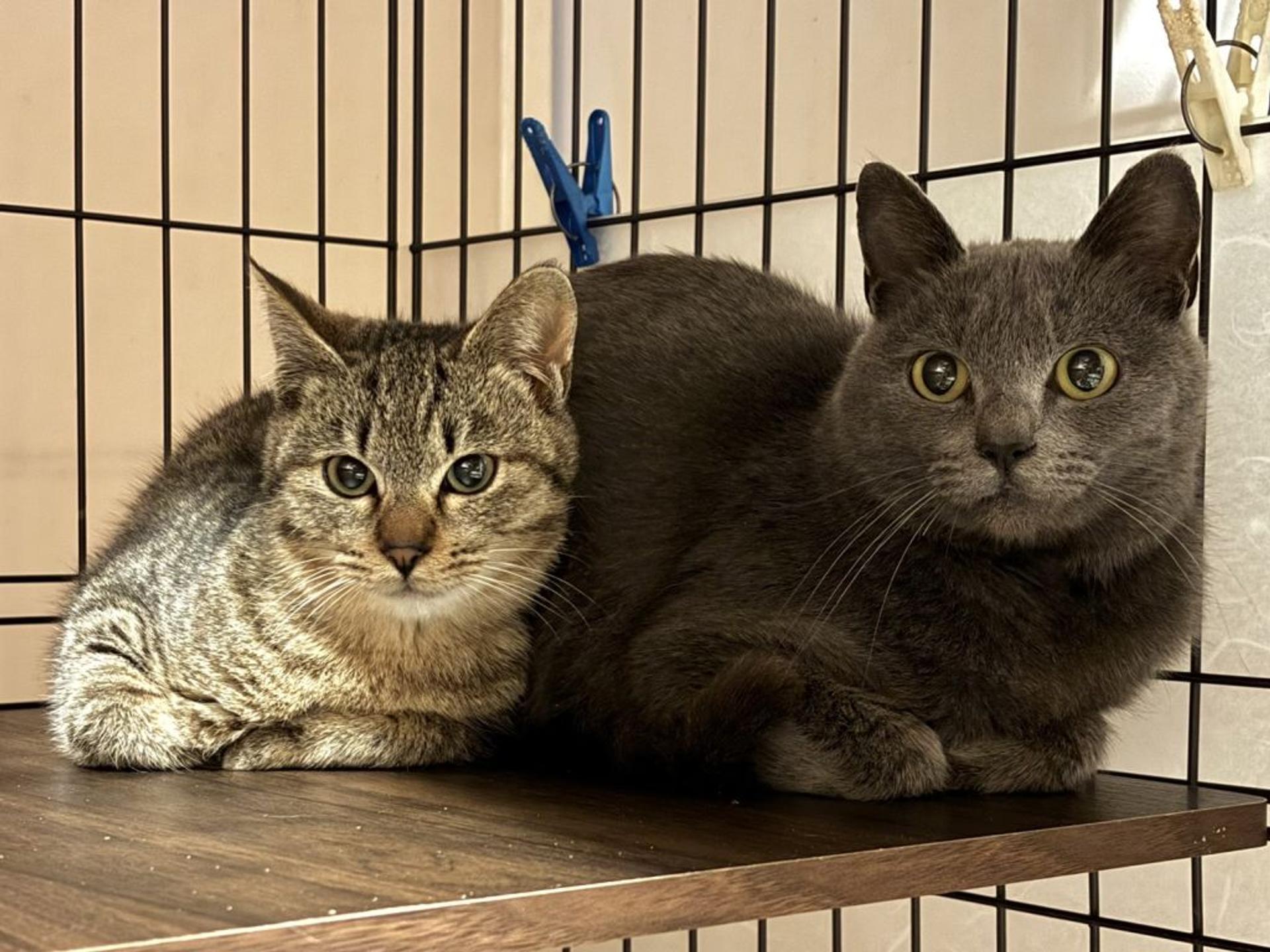 pet-image-5