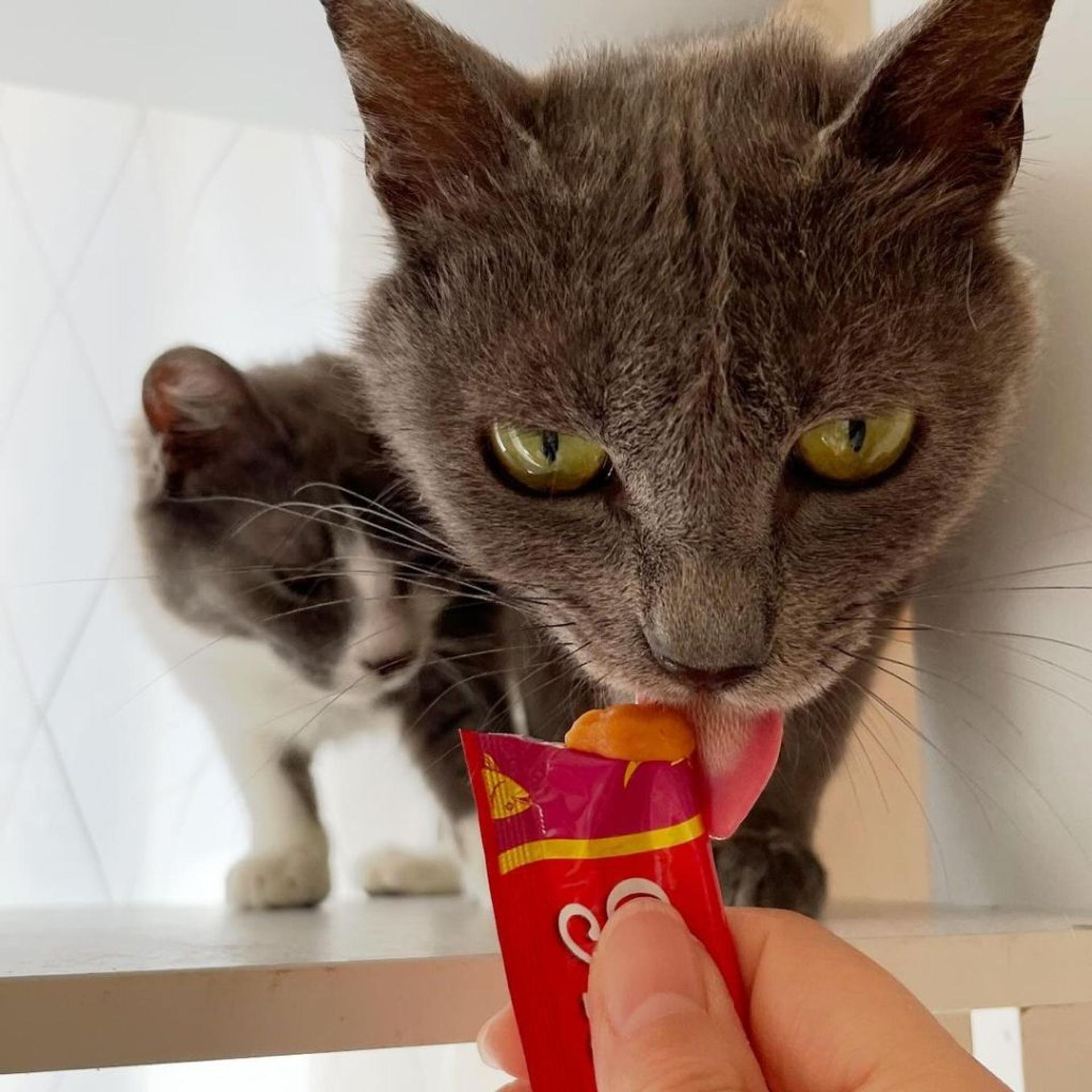 pet-image-6