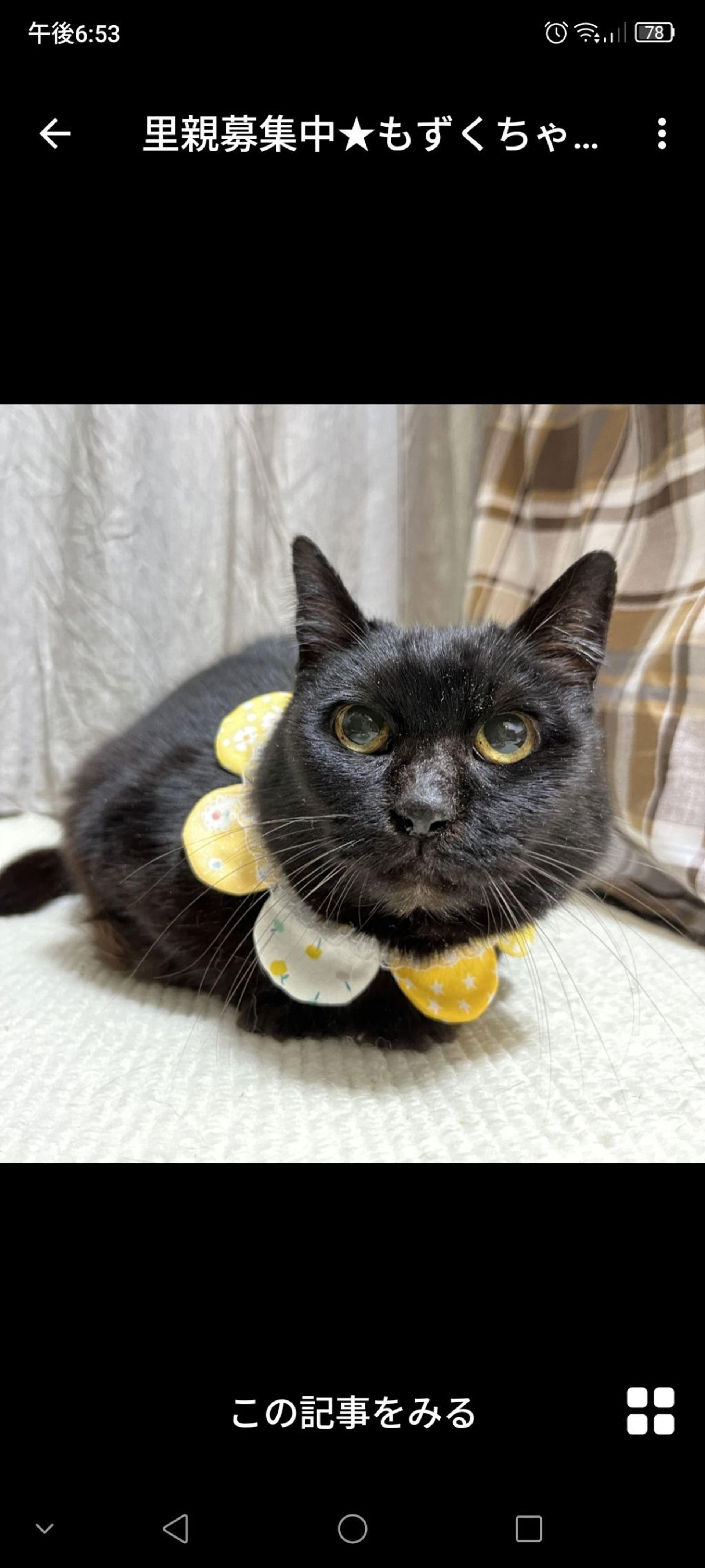 雑種（ミックス猫）・メスの里親募集の写真