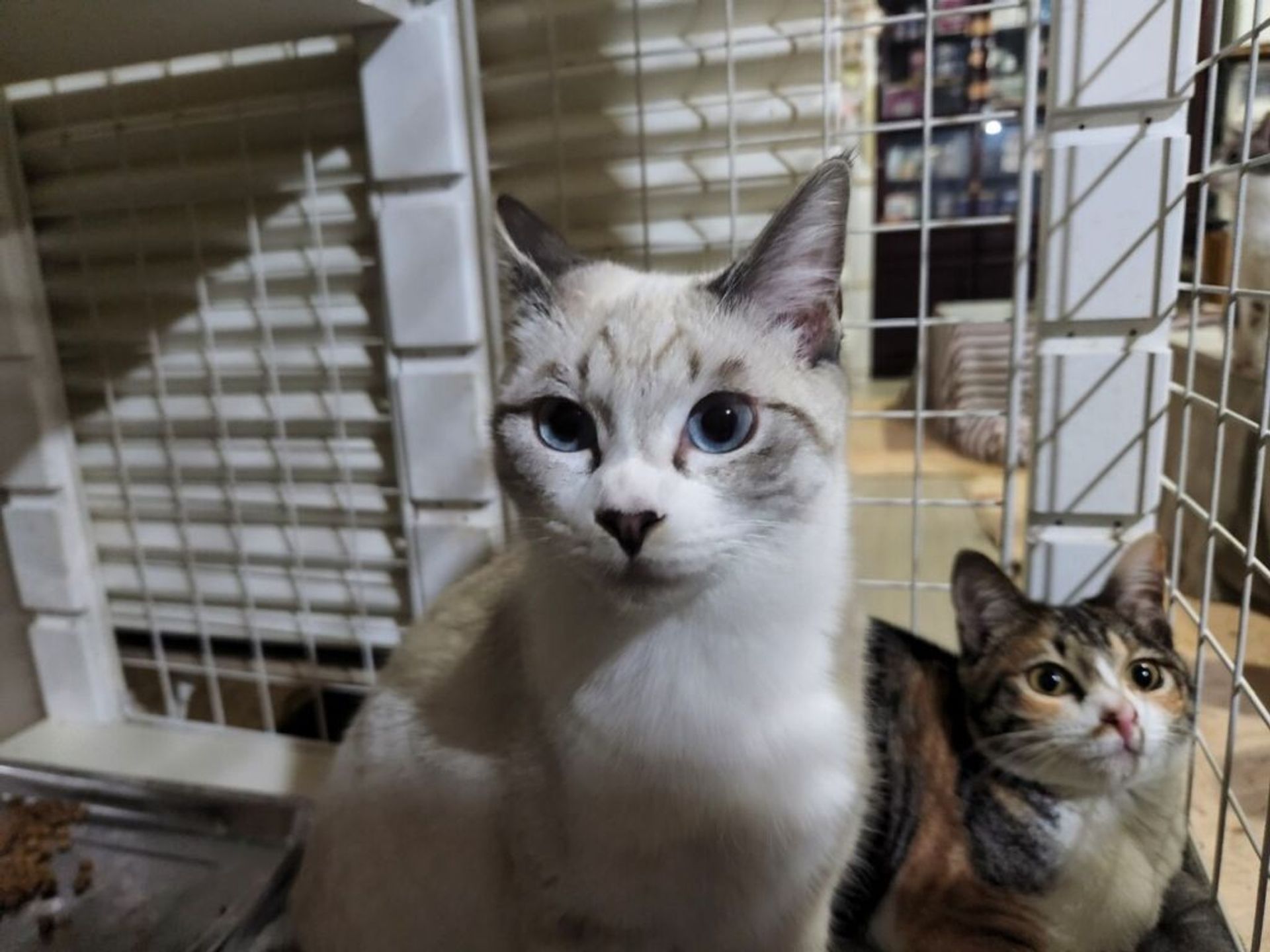 雑種（ミックス猫）・メスの里親募集の写真