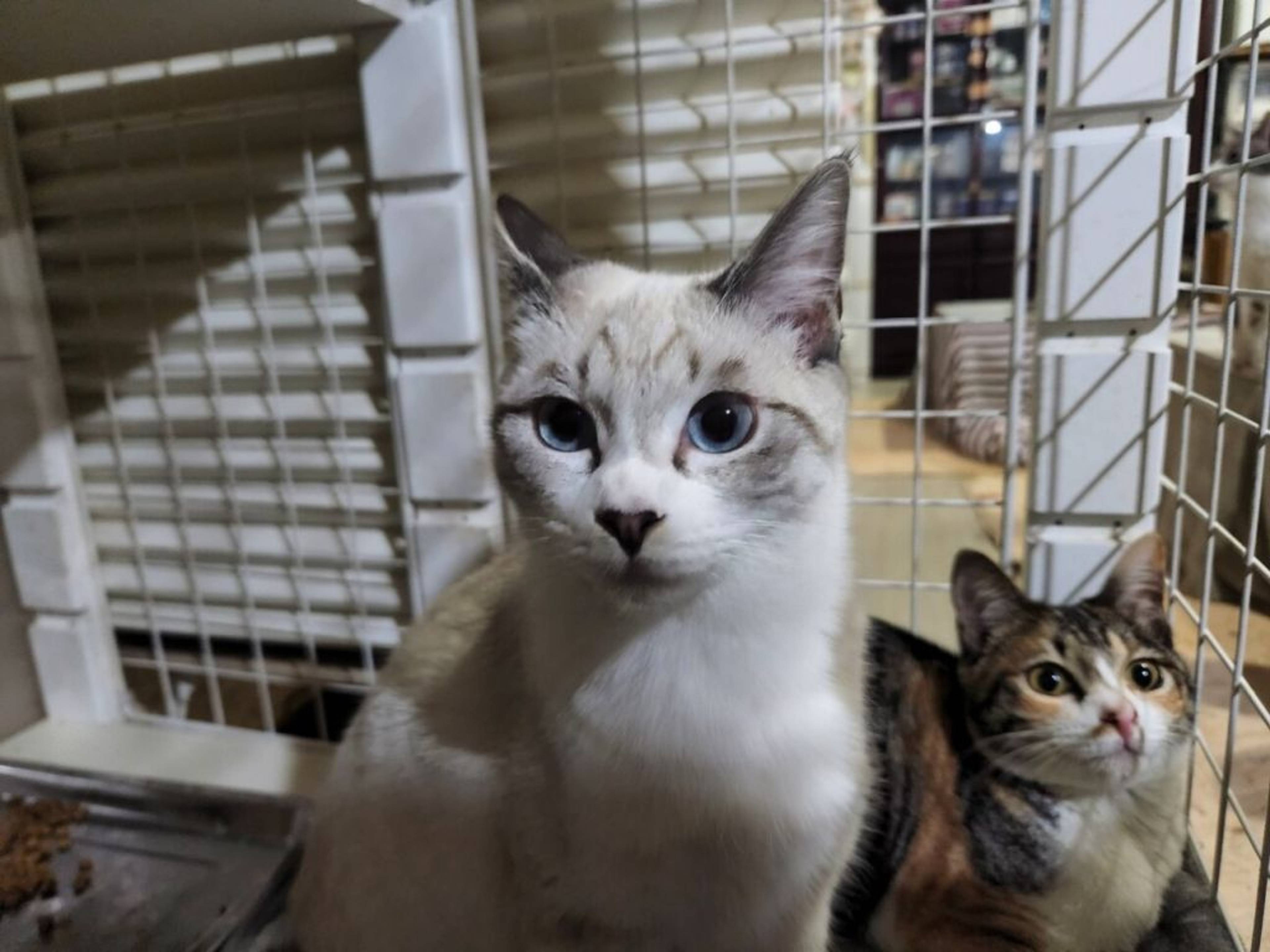 雑種（ミックス猫）・メスの里親募集の写真