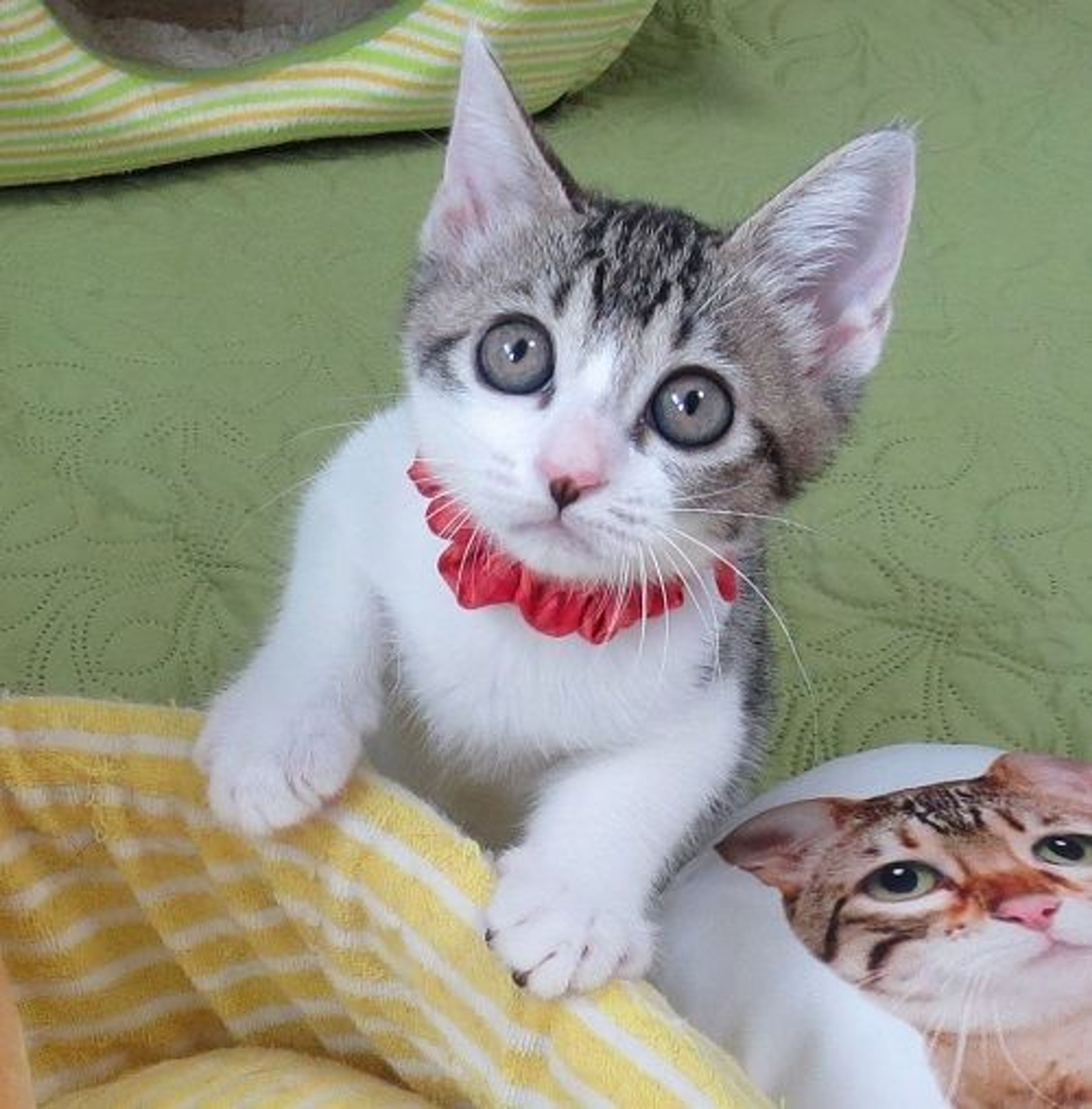 pet-image-2