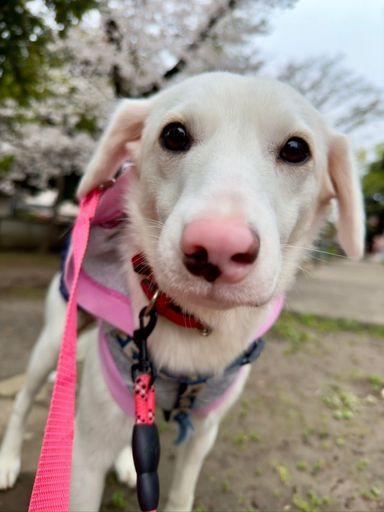 とぅえるの写真