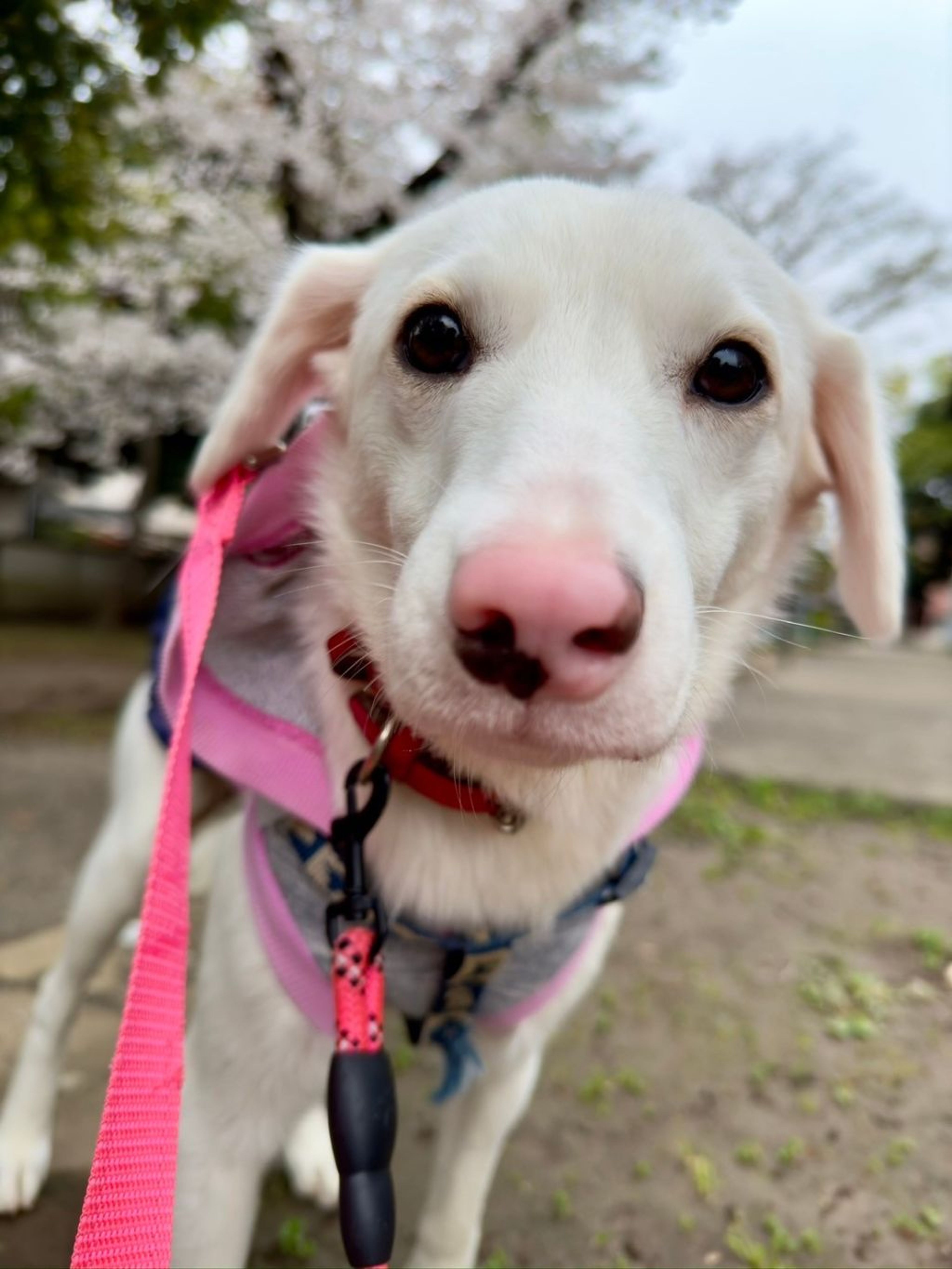雑種（ミックス犬）・メスの里親募集の写真