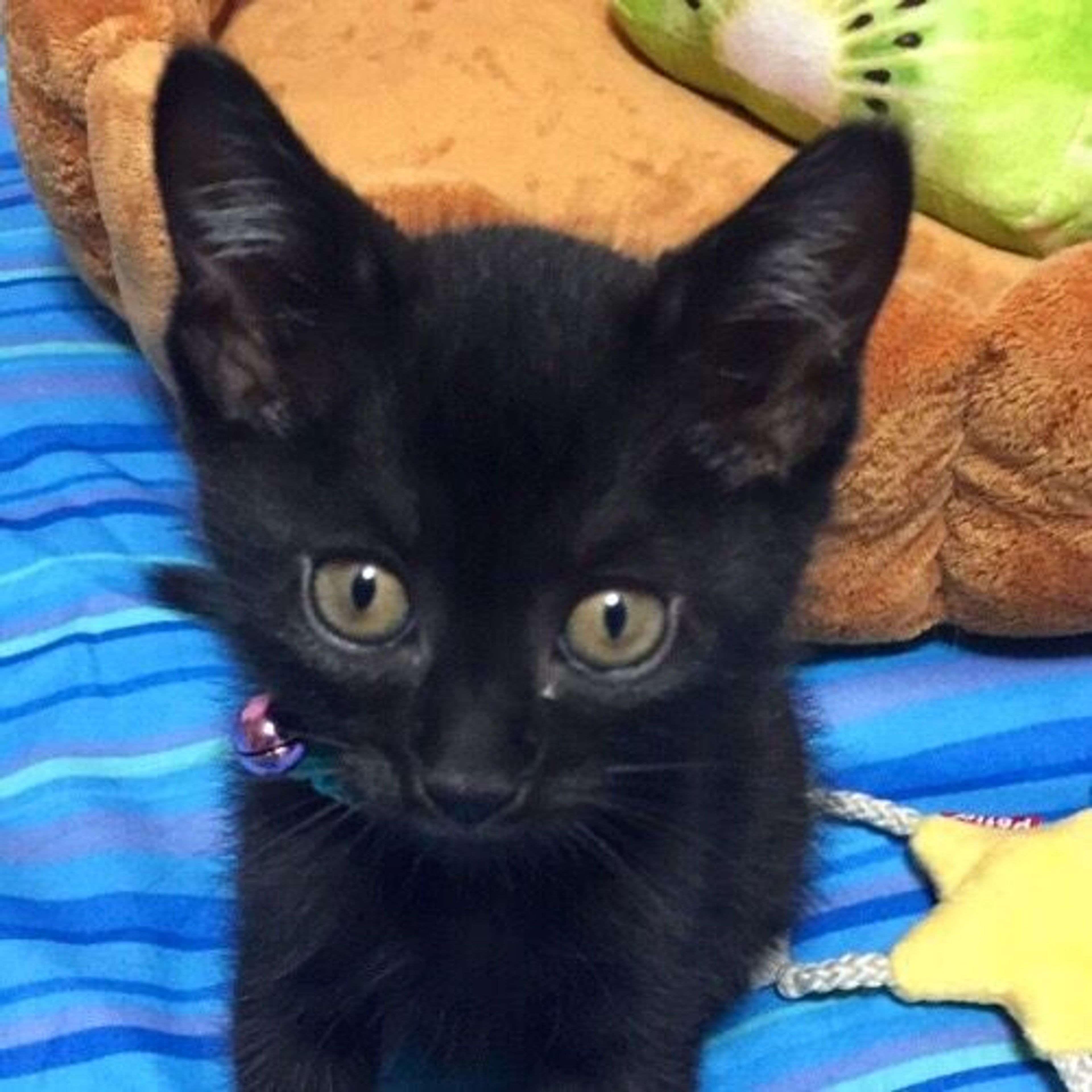 雑種（ミックス猫）・メスの里親募集の写真