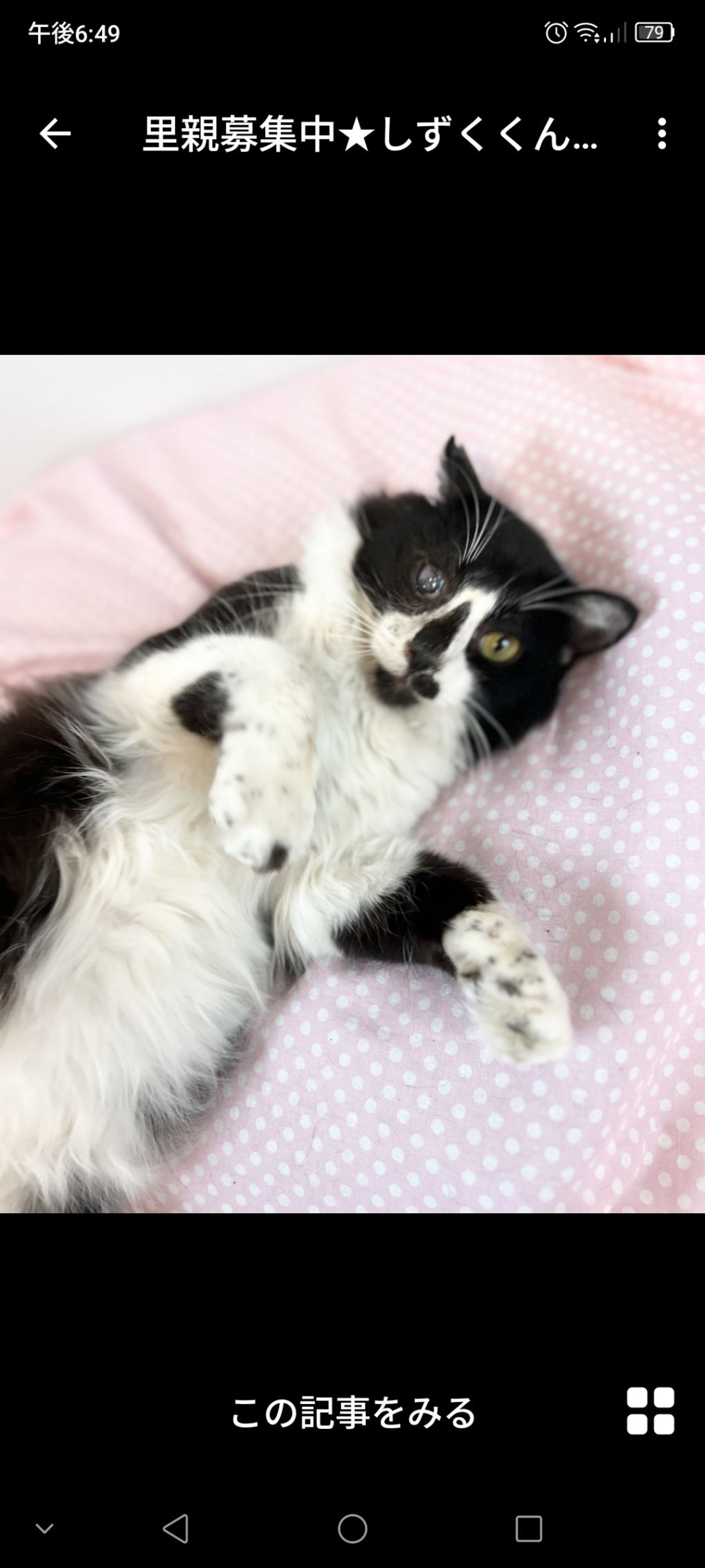 雑種（ミックス猫）・オスの里親募集の写真