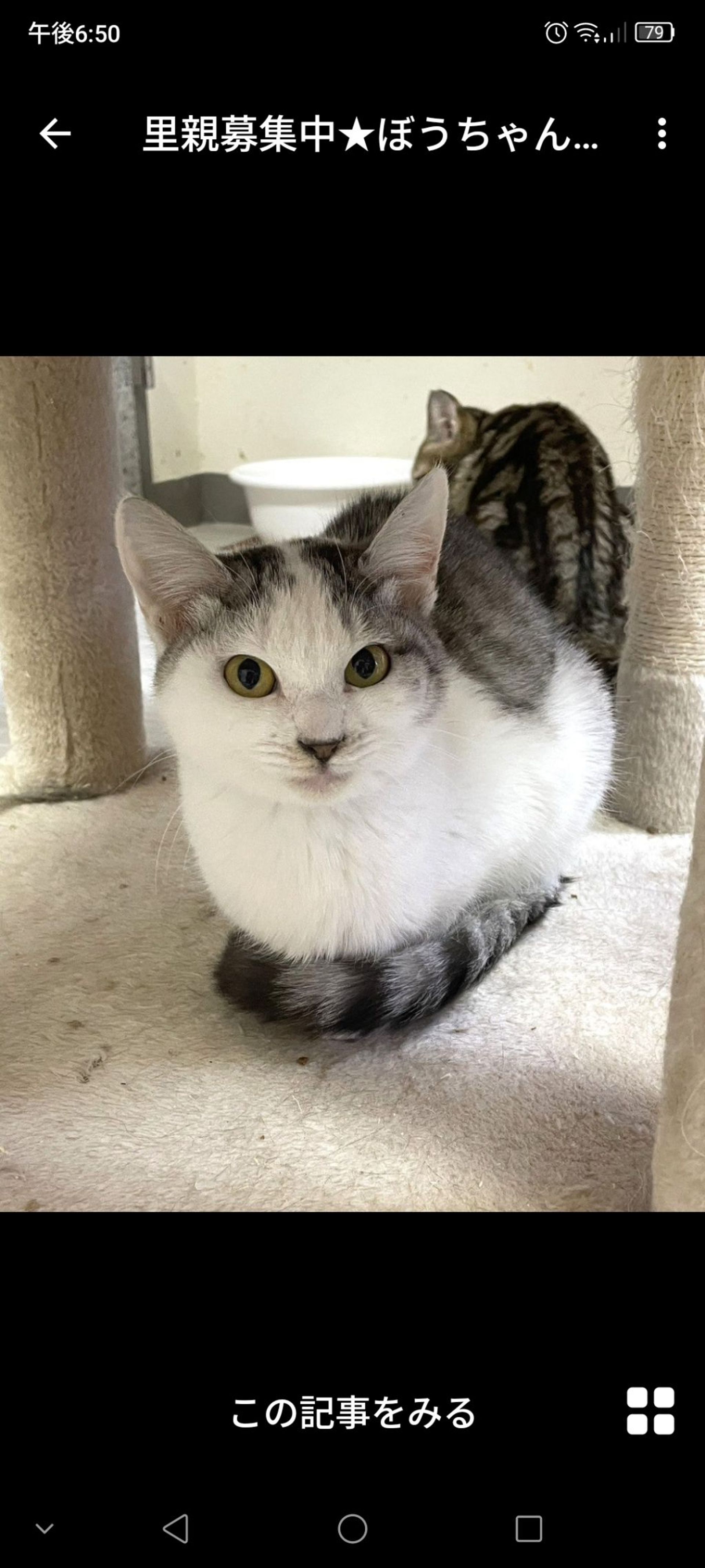 雑種（ミックス猫）・メスの里親募集の写真