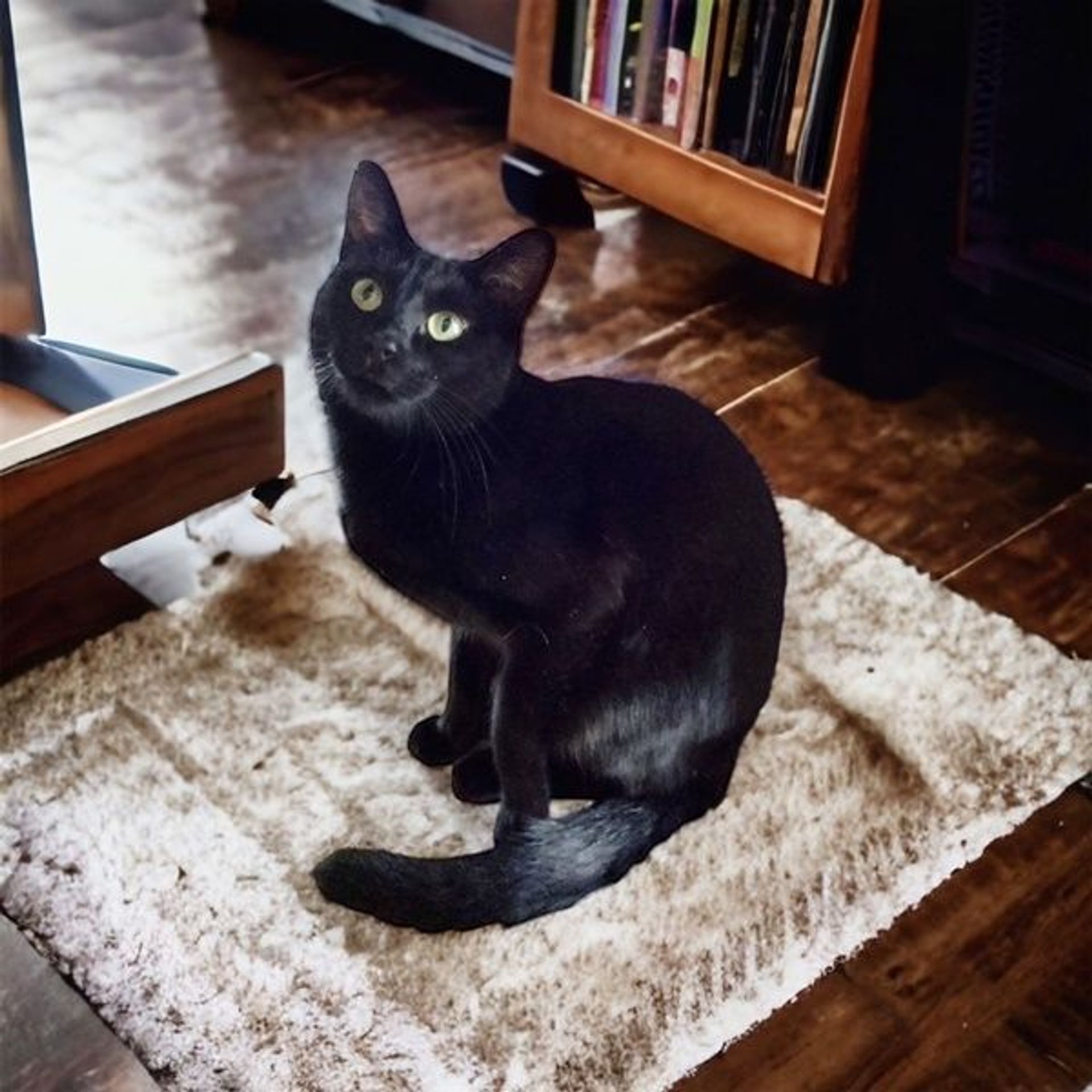 雑種（ミックス猫）・オスの里親募集の写真
