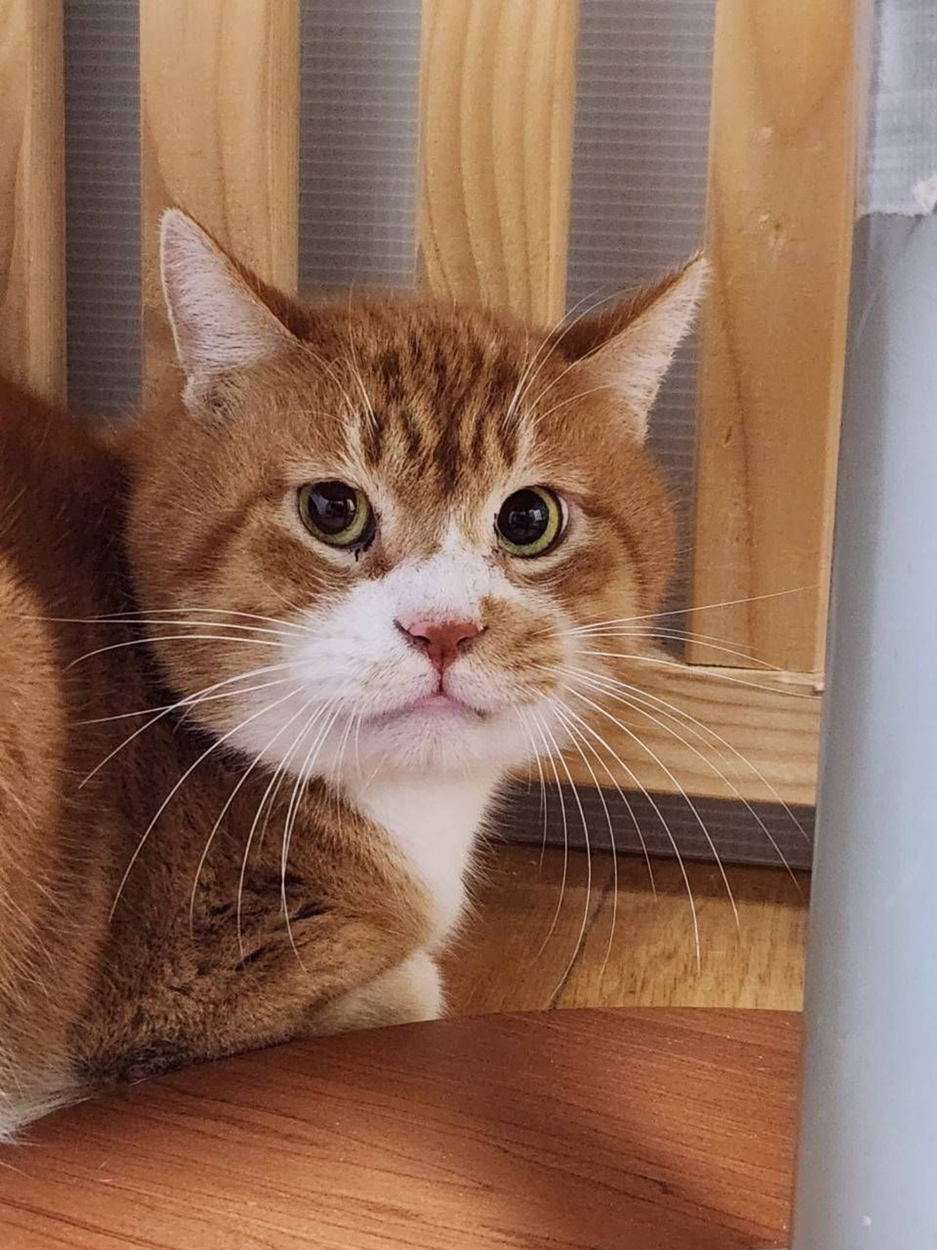 雑種（ミックス猫）・オスの里親募集の写真