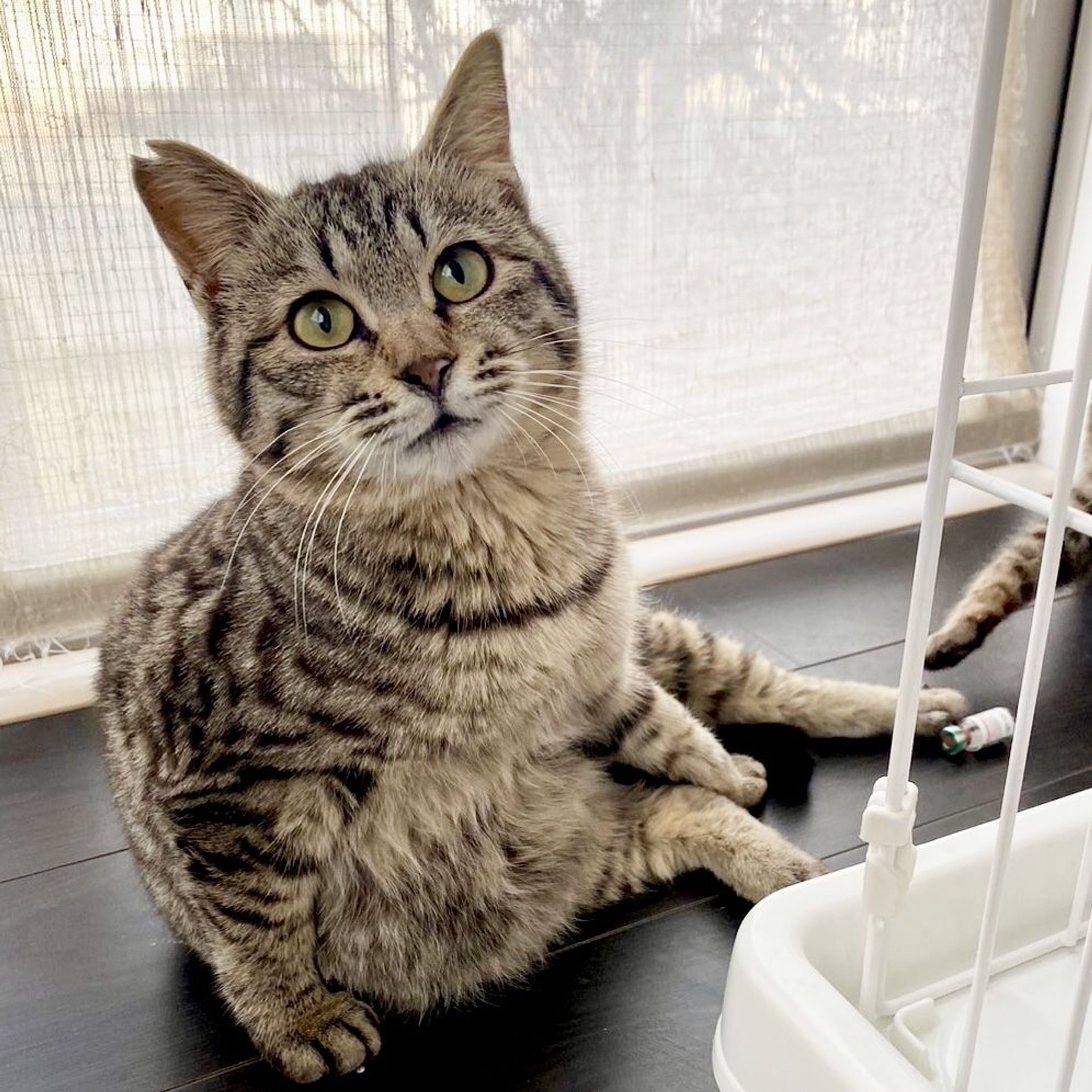 雑種（ミックス猫）・オスの里親募集の写真