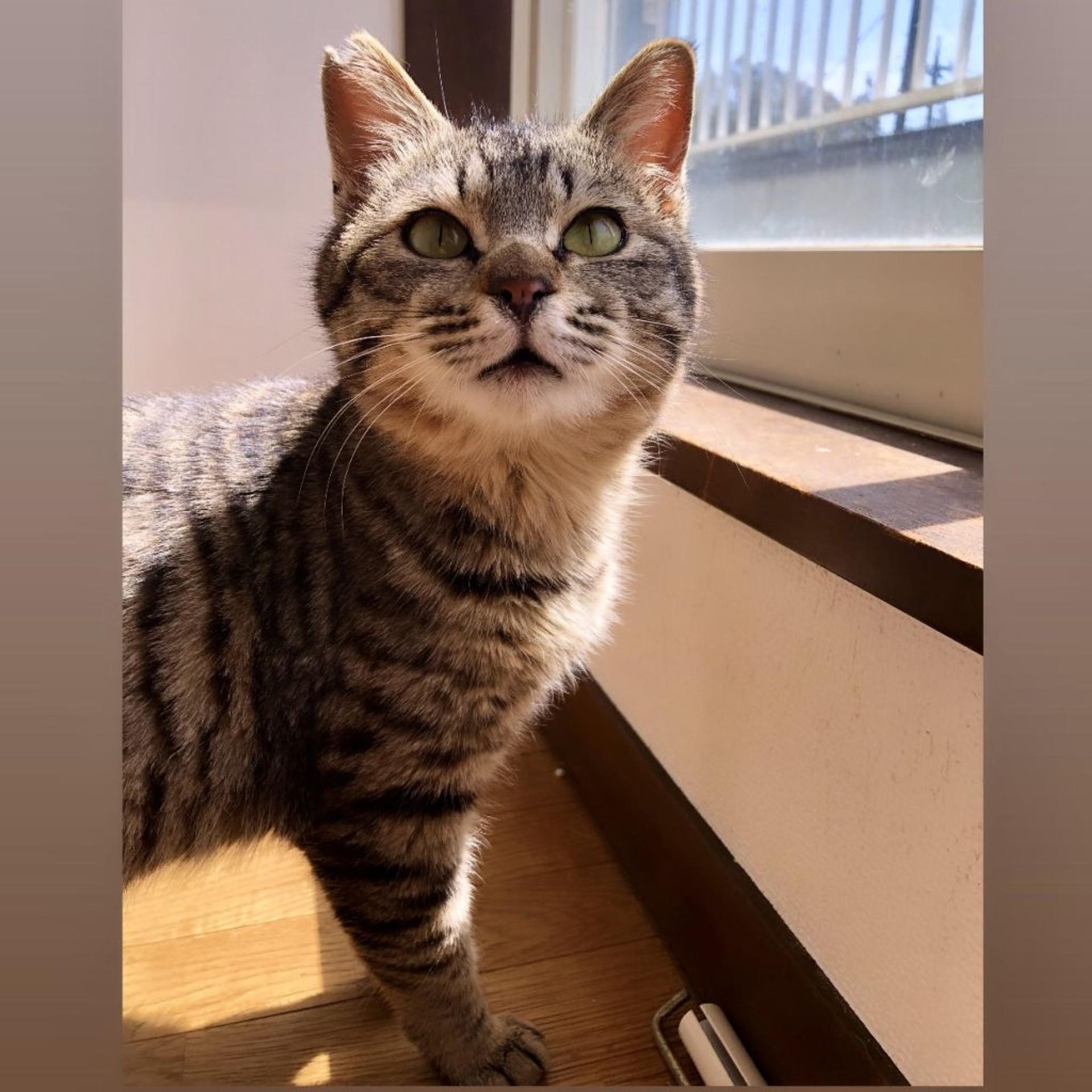 pet-image-2