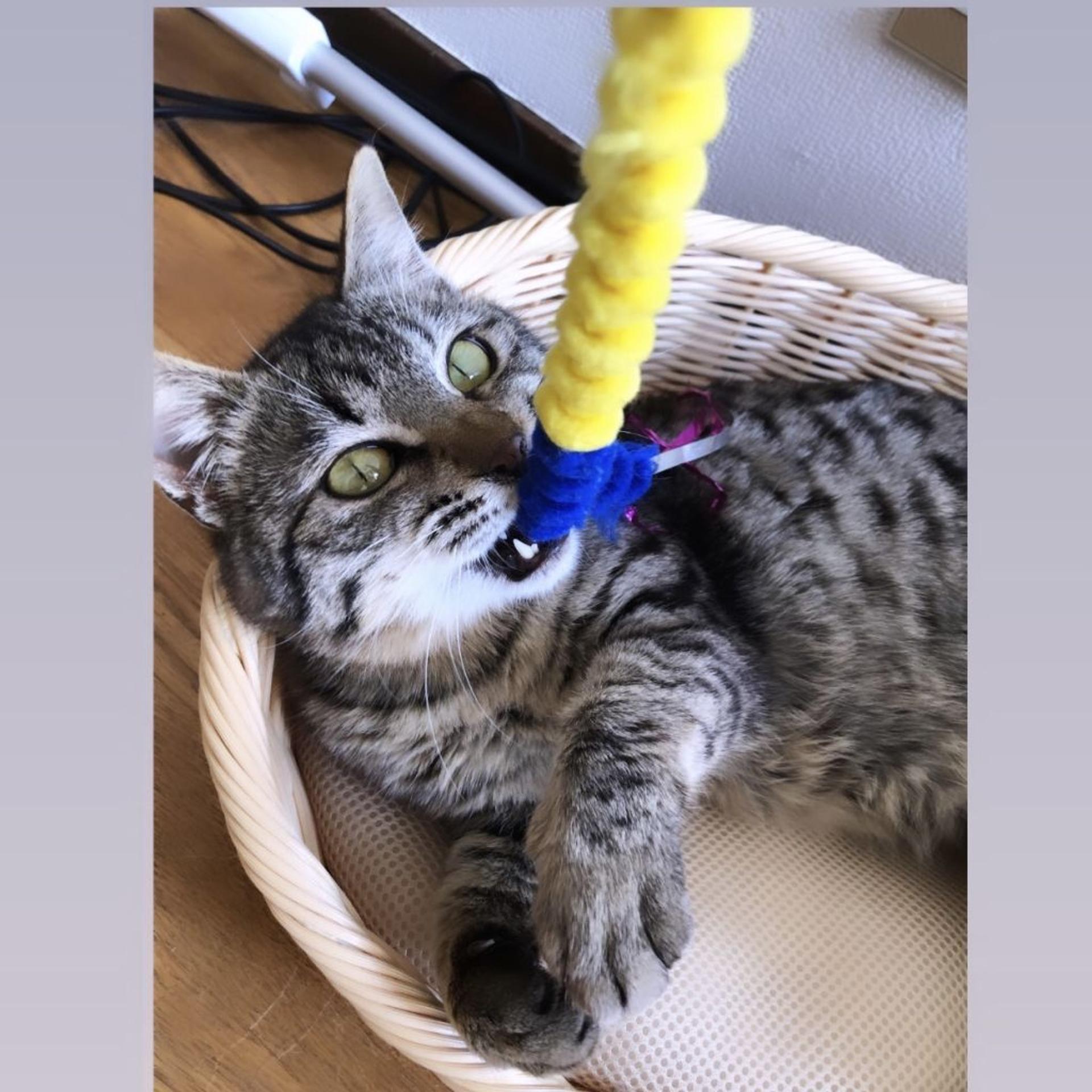 pet-image-4