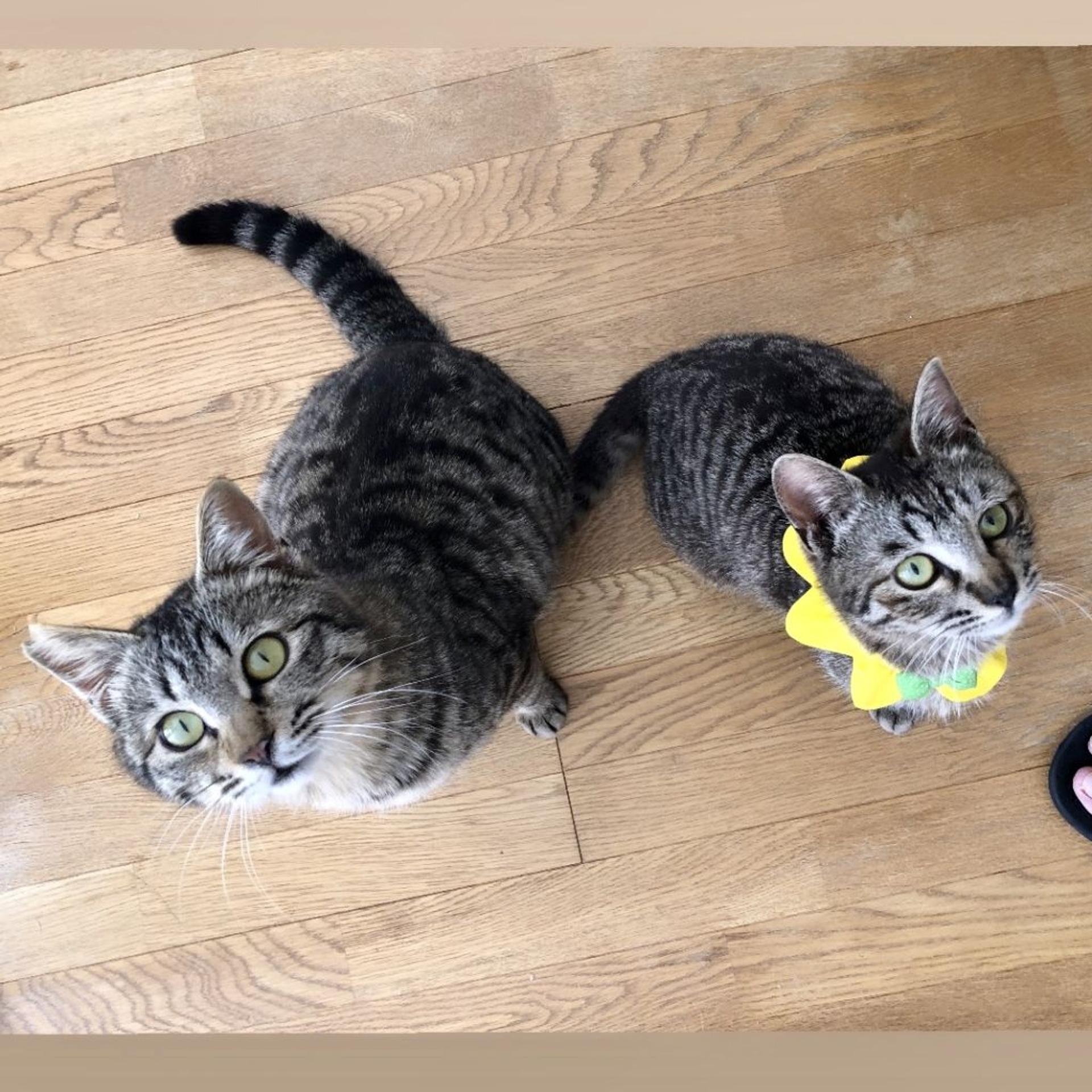 pet-image-5