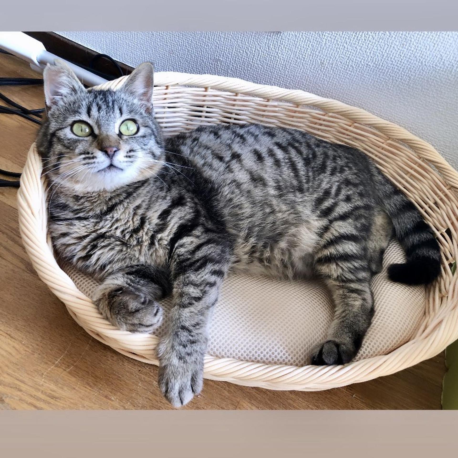 pet-image-8