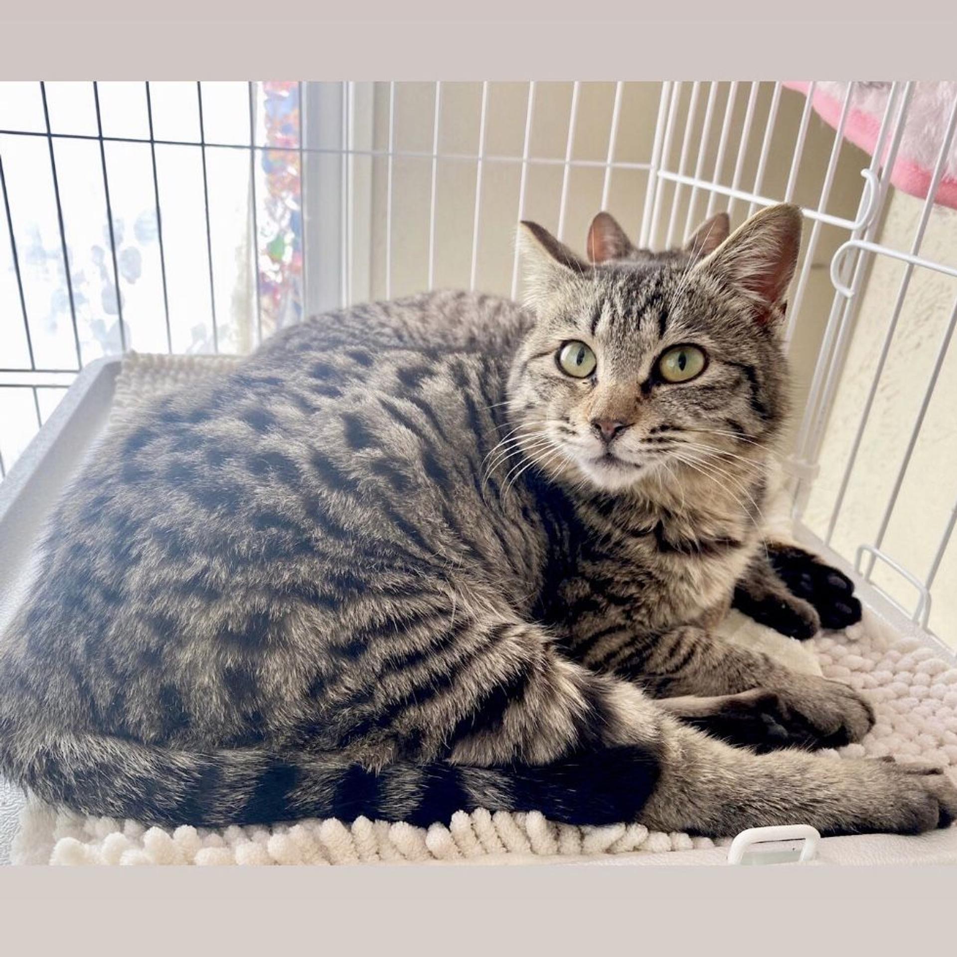 pet-image-9