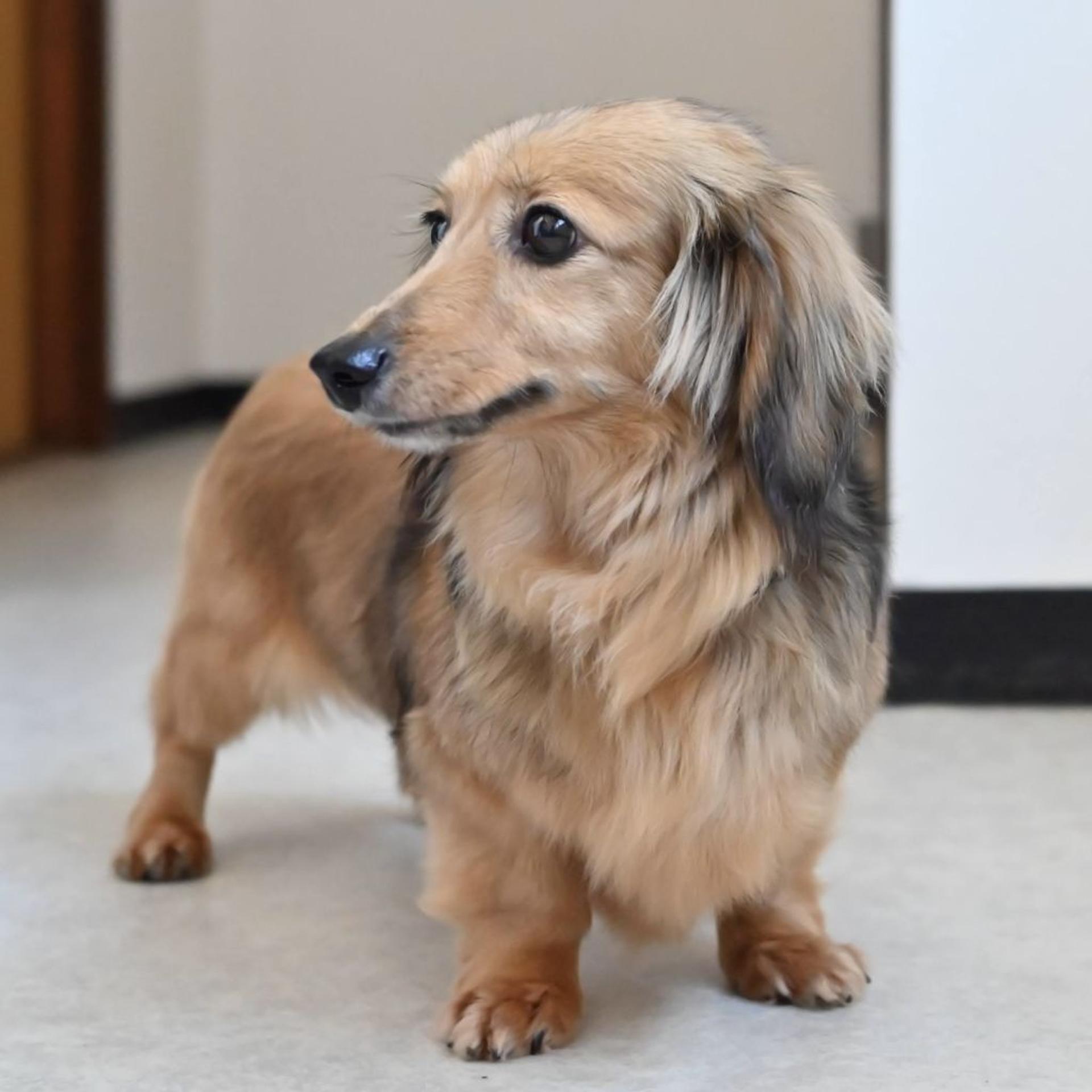 pet-image-5