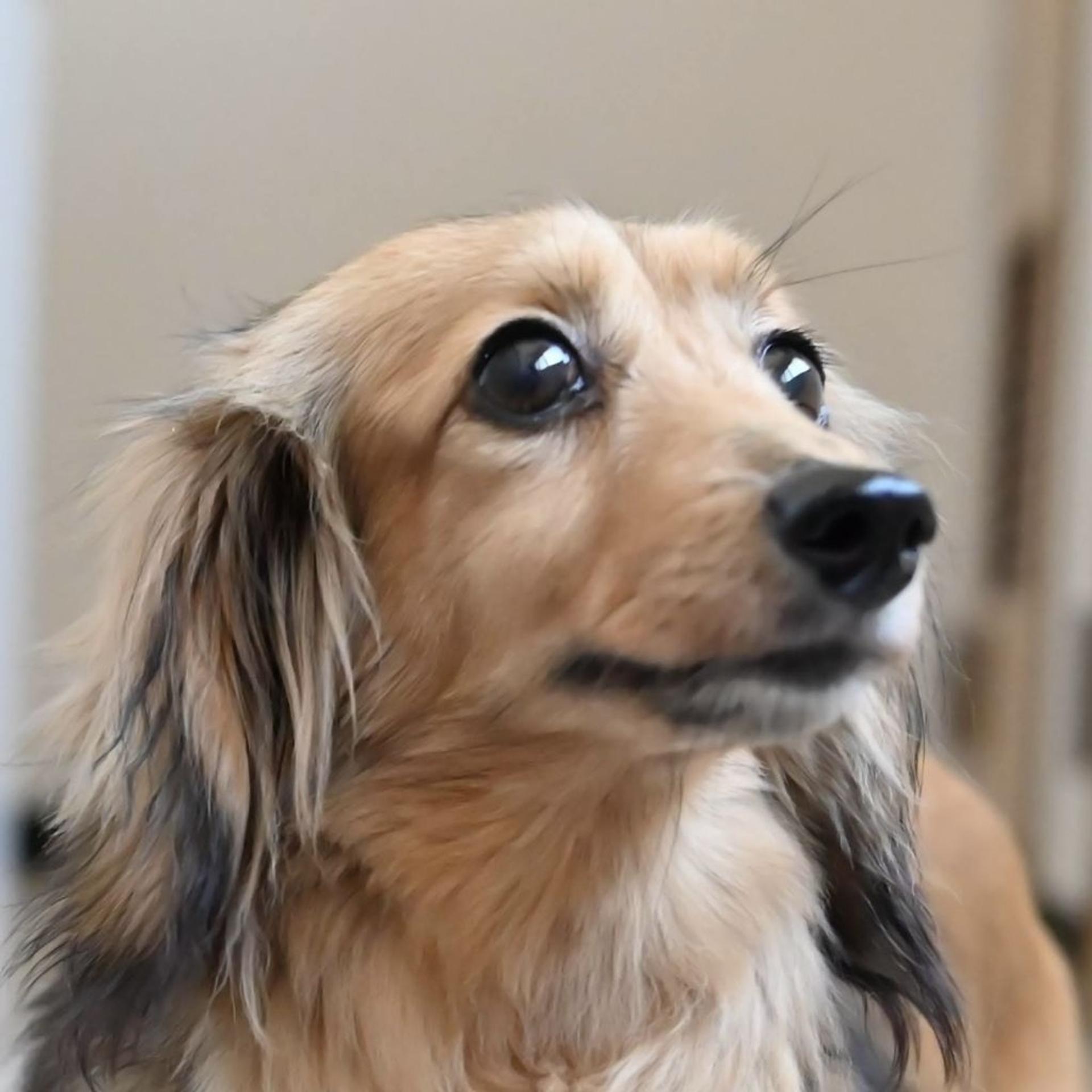 pet-image-7
