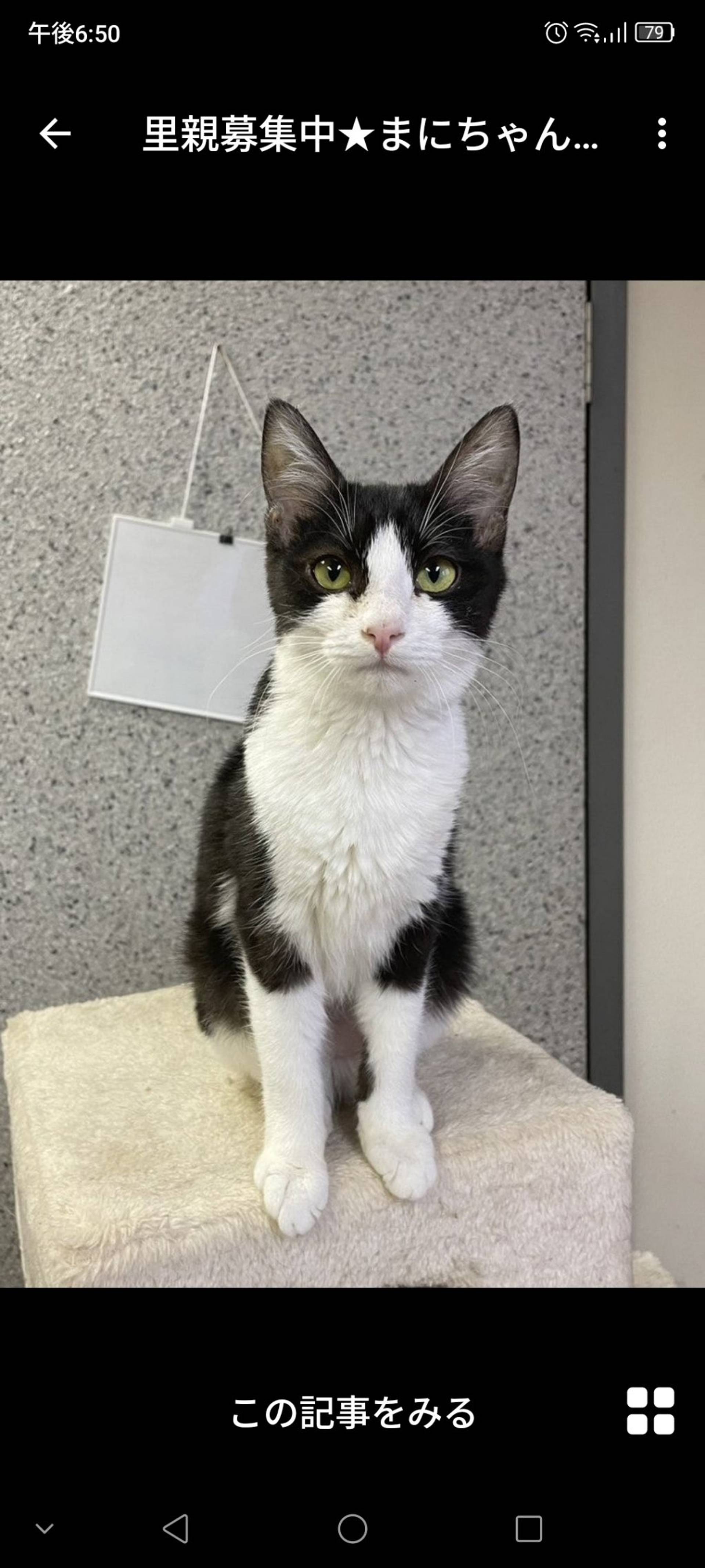 雑種（ミックス猫）・メスの里親募集の写真