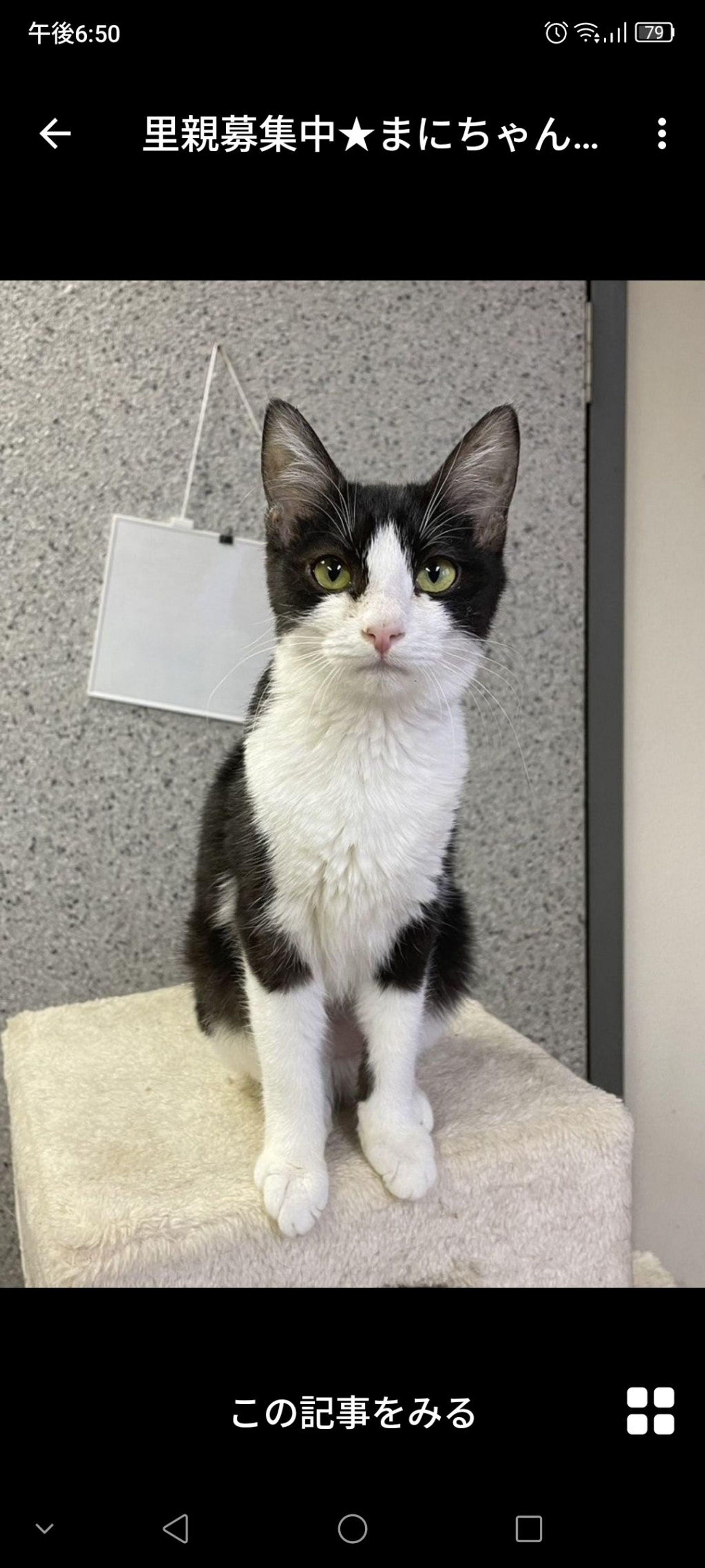 雑種（ミックス猫）・メスの里親募集の写真